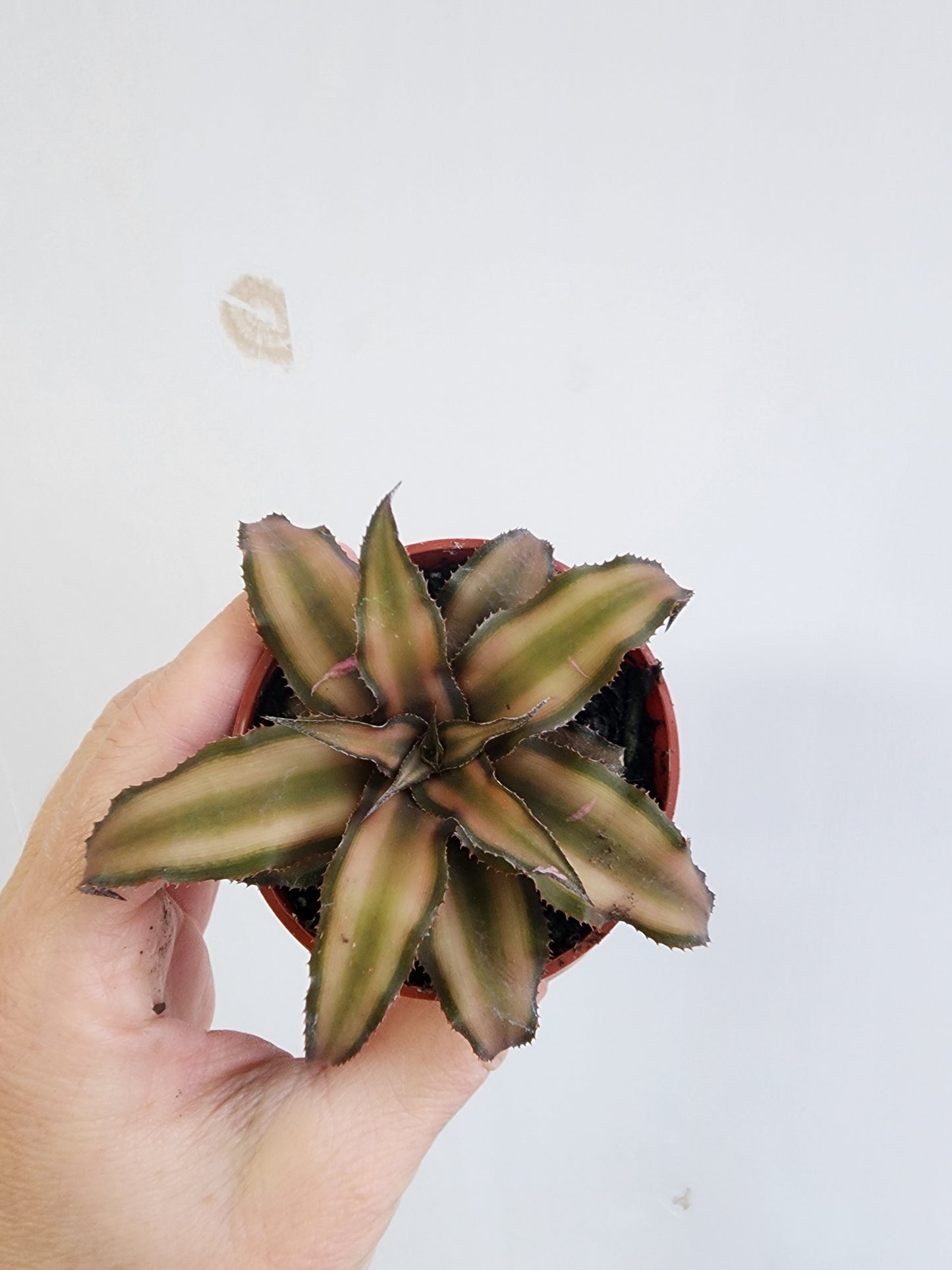 Cryptanthus | Earth Star Assorted - 5cm/2.5in.