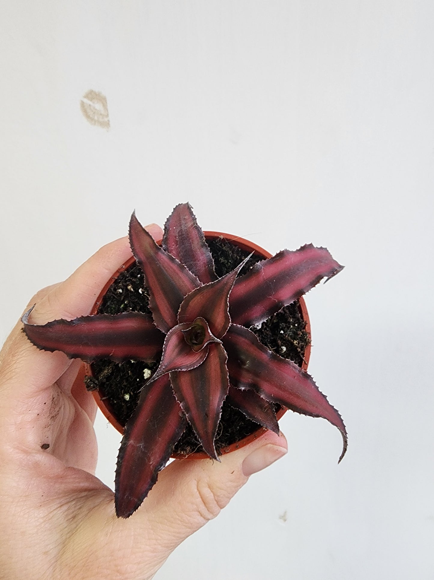 Cryptanthus | Earth Star Assorted - 5cm/2.5in.