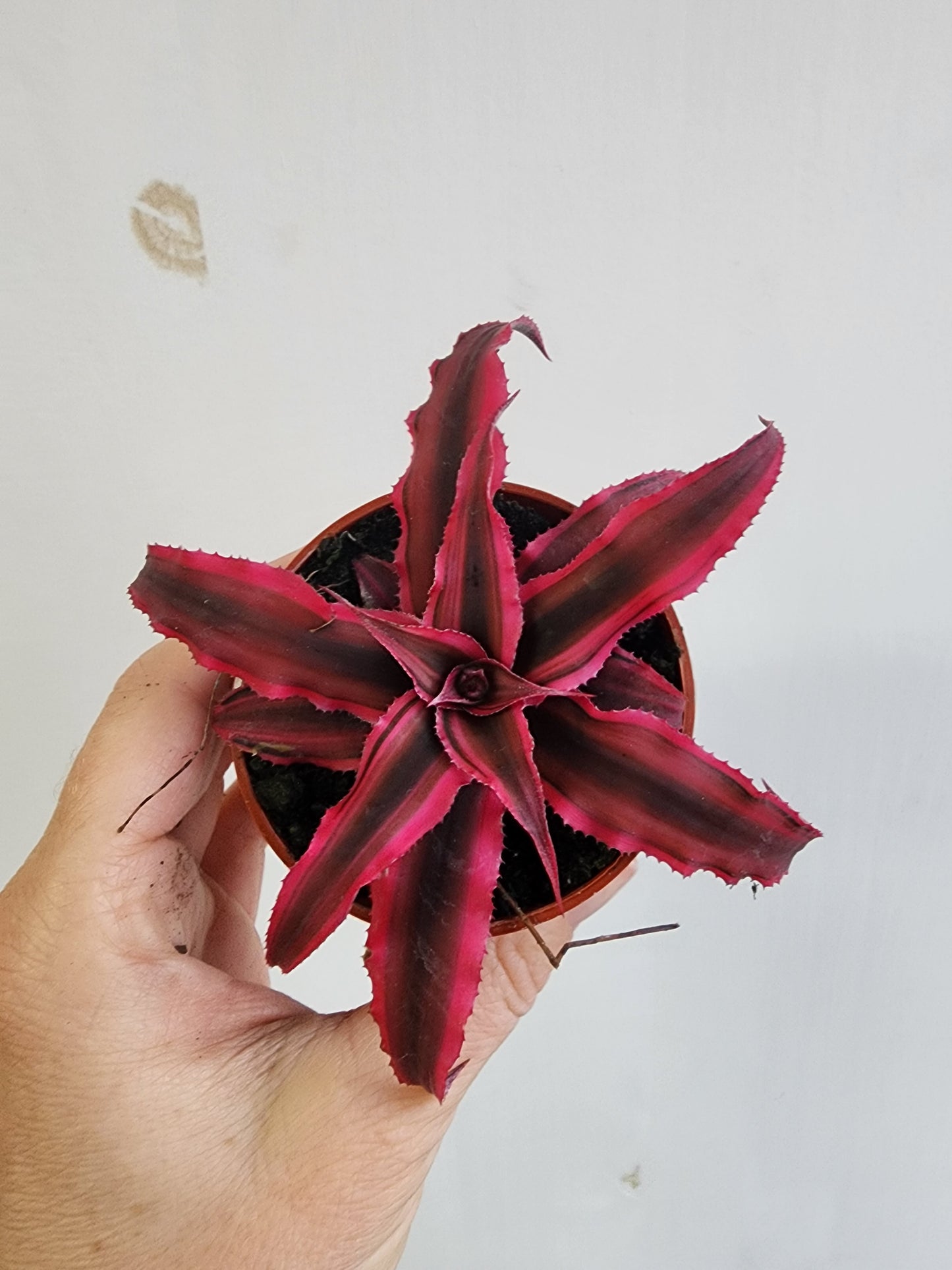 Cryptanthus | Earth Star Assorted - 5cm/2.5in.