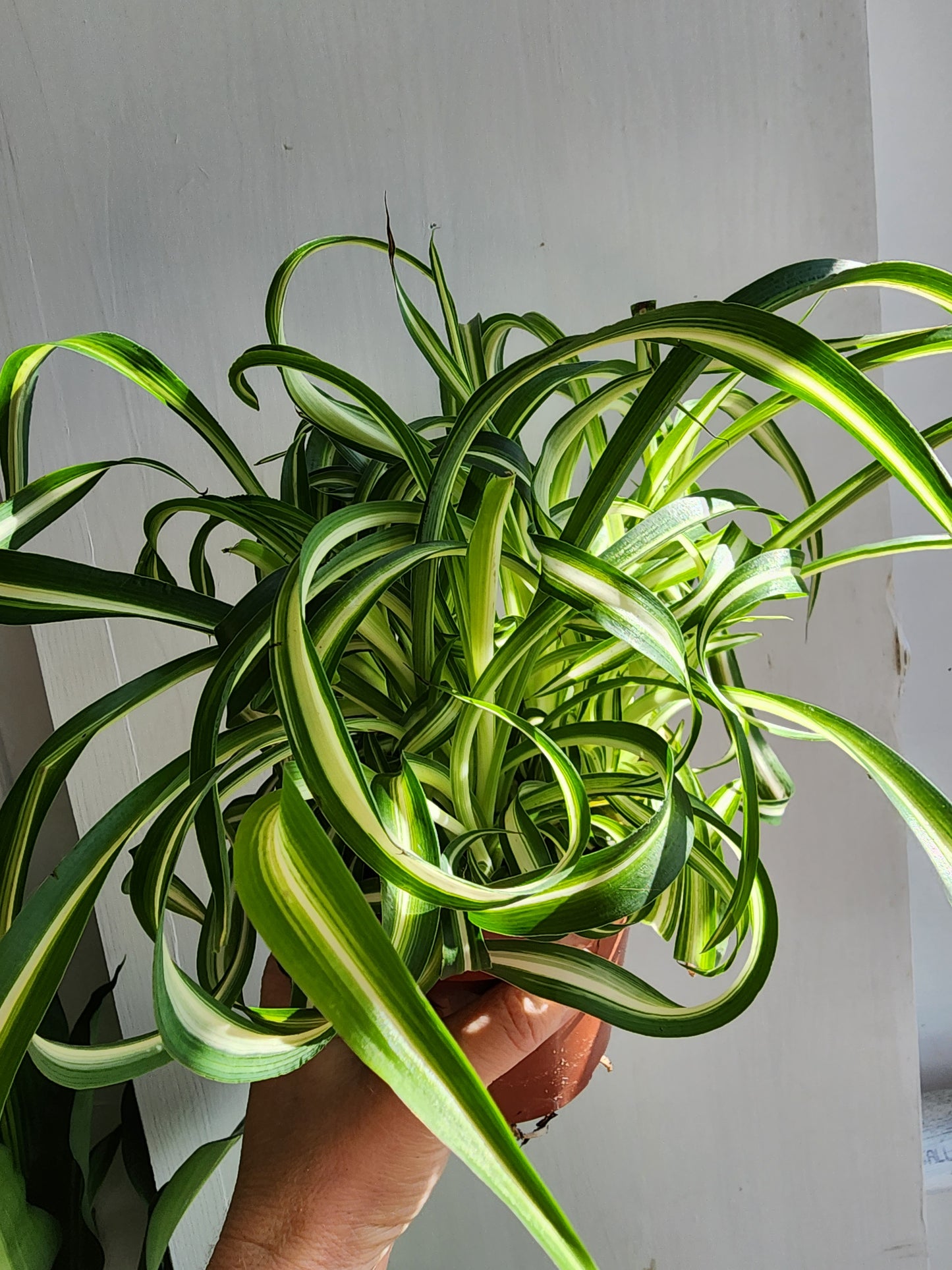Spider Plant Var. Bonnie - 12cm/5in.