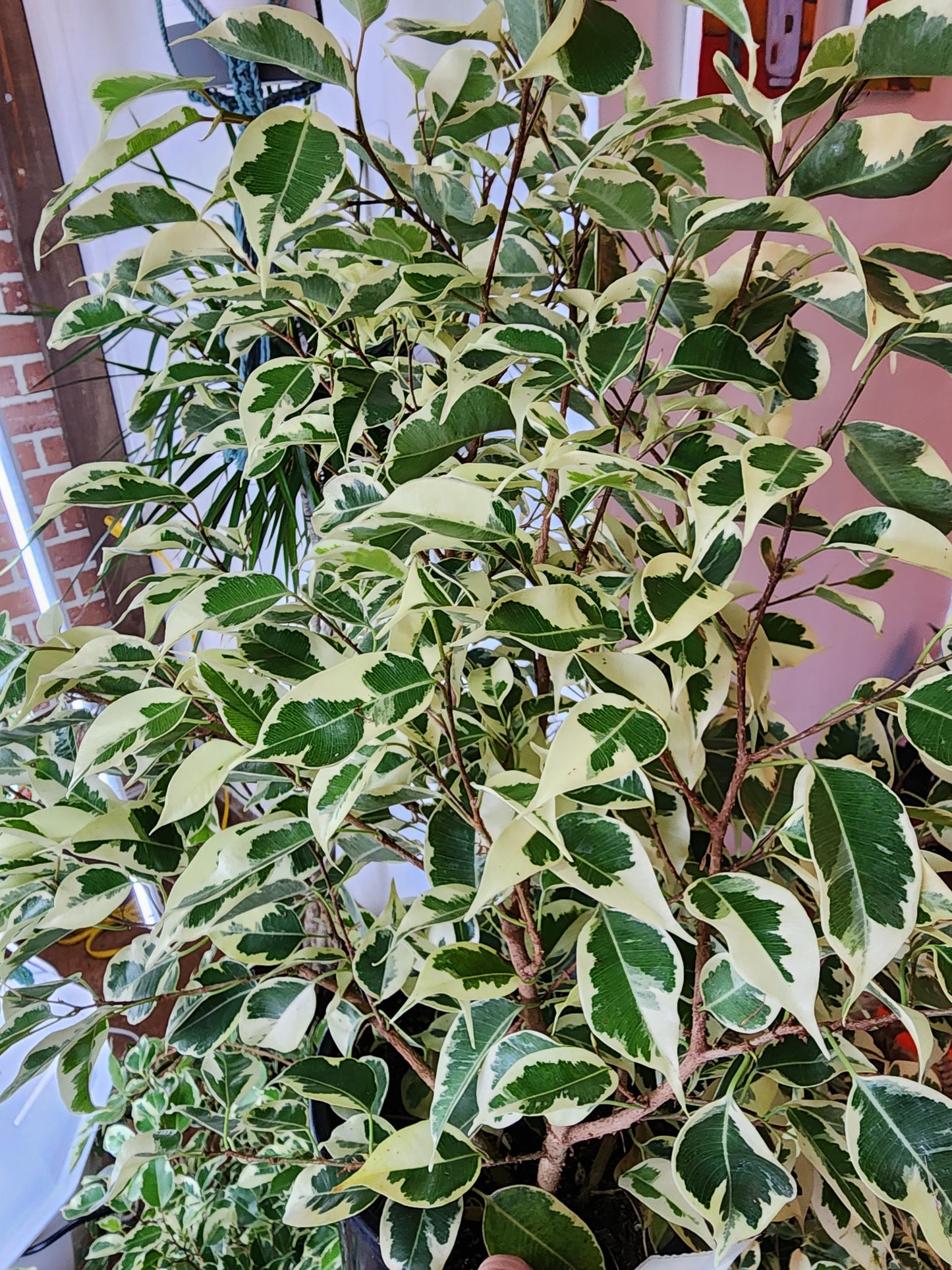 Ficus Benjamina Var - 17cm/7in.