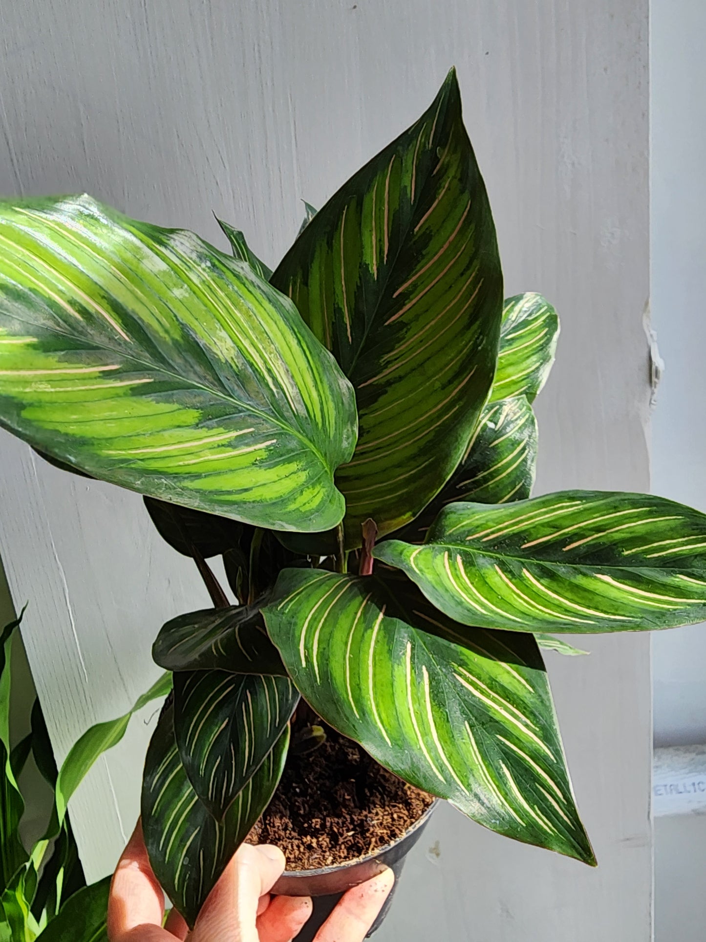 Calathea Ornata - 12cm/5in.