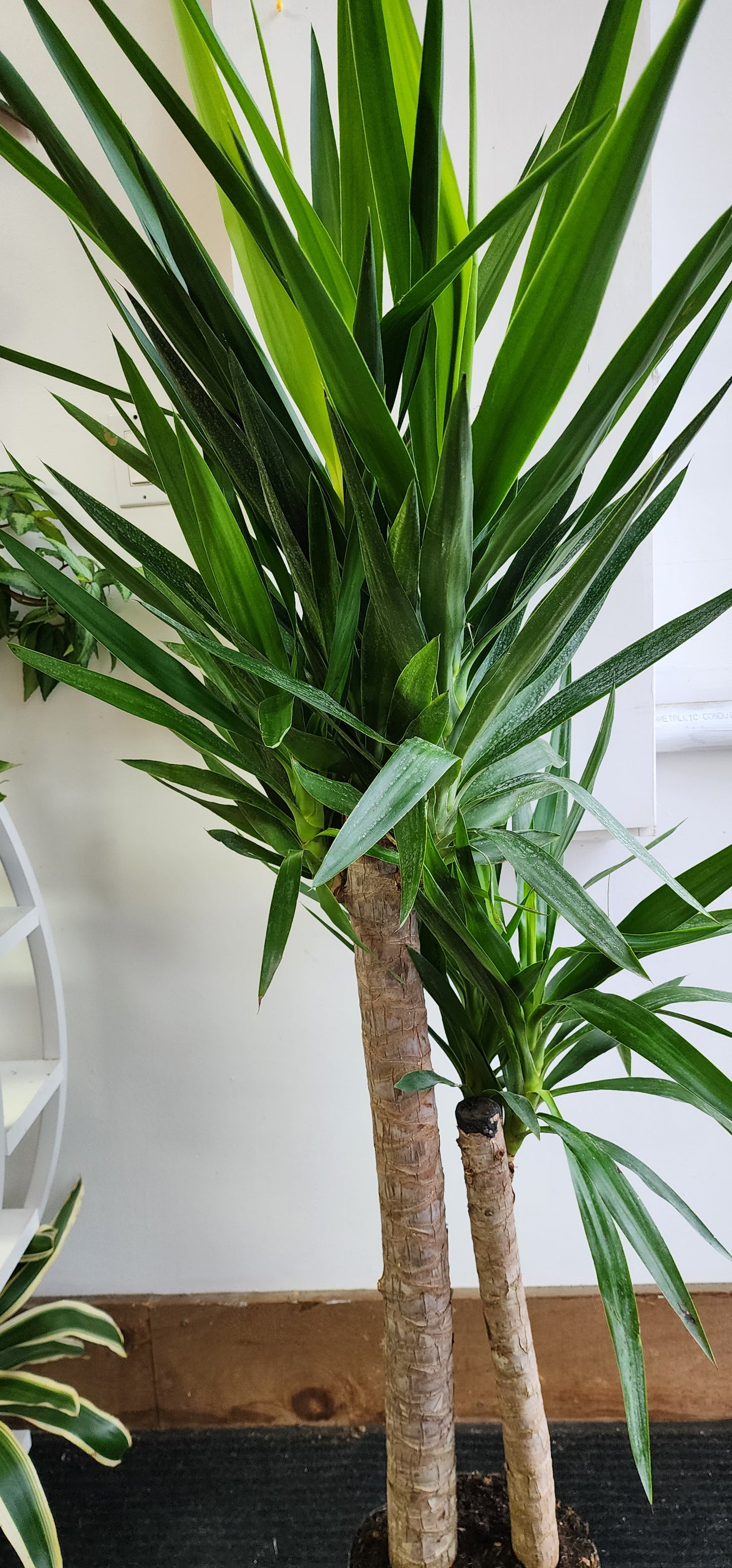 Yucca Cane - 25cm/10in.