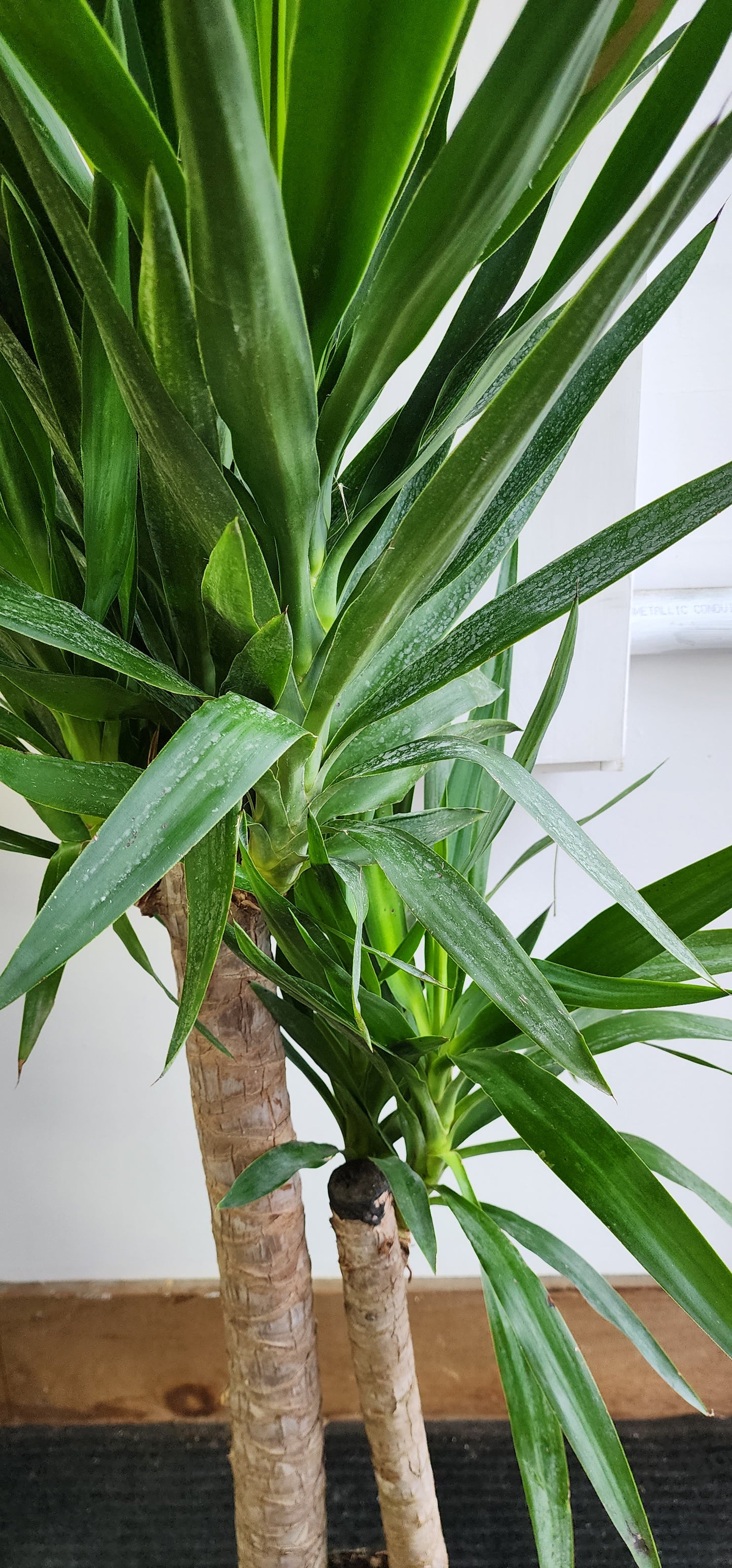 Yucca Cane - 25cm/10in.