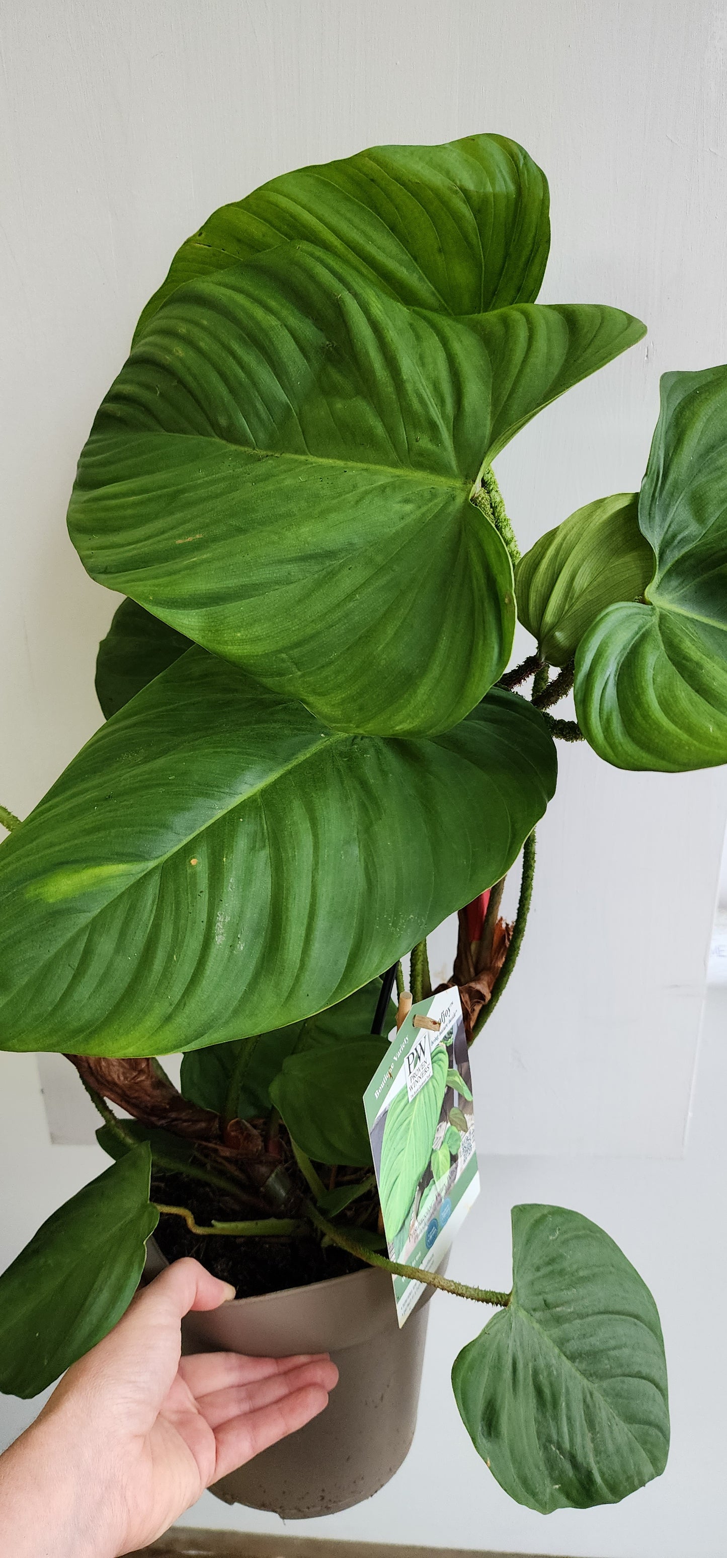 Philodendron Fozzie - 17cm/7in