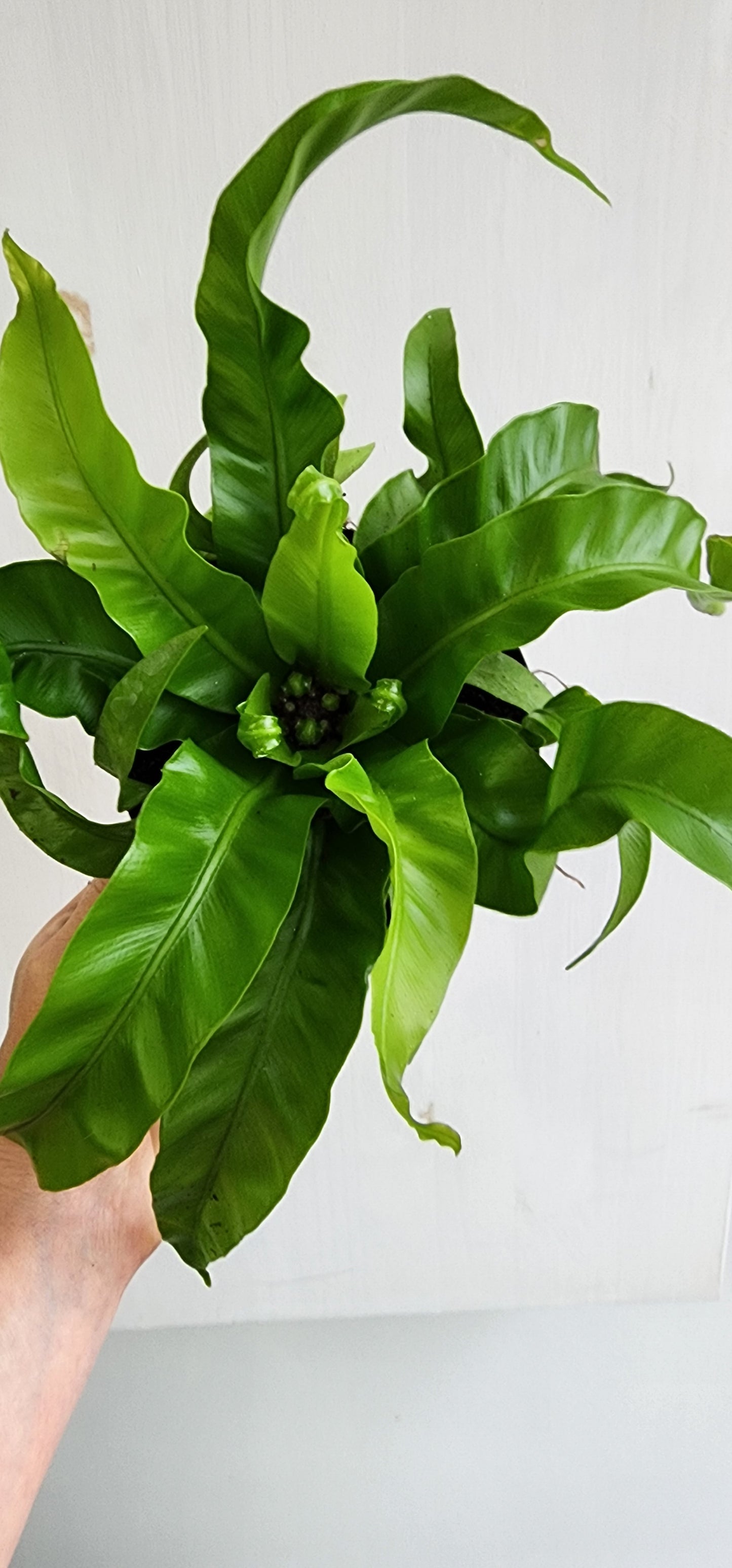 Asplenium Antiquum | Hurricane Fern - 12cm/5in