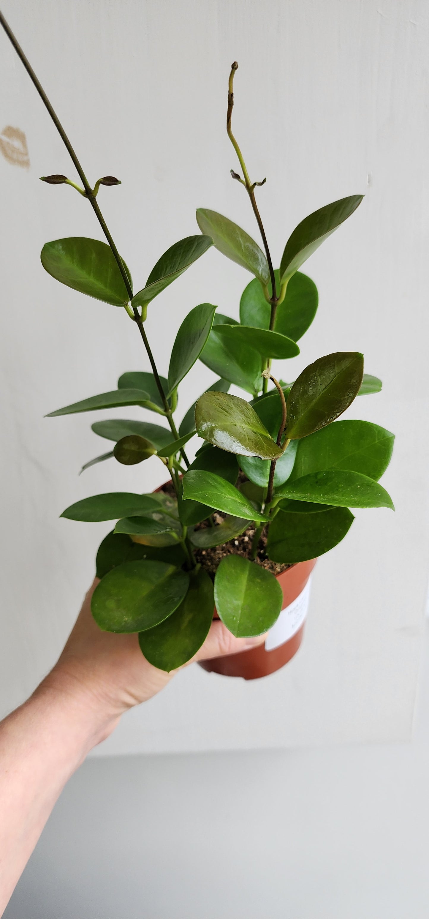 Hoya Carnosa Original - 12cm/5"