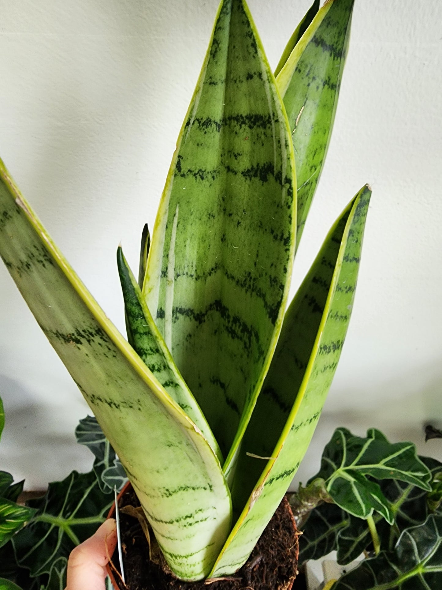 Sansevieria White Snow - 12cm/5in