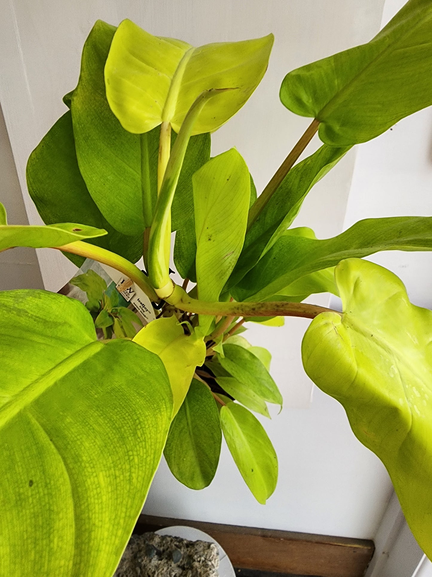 Philodendron Lemon Lime - 12cm/5in