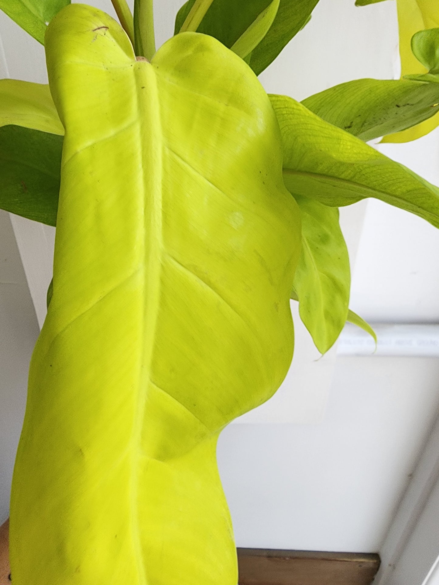 Philodendron Lemon Lime - 12cm/5in