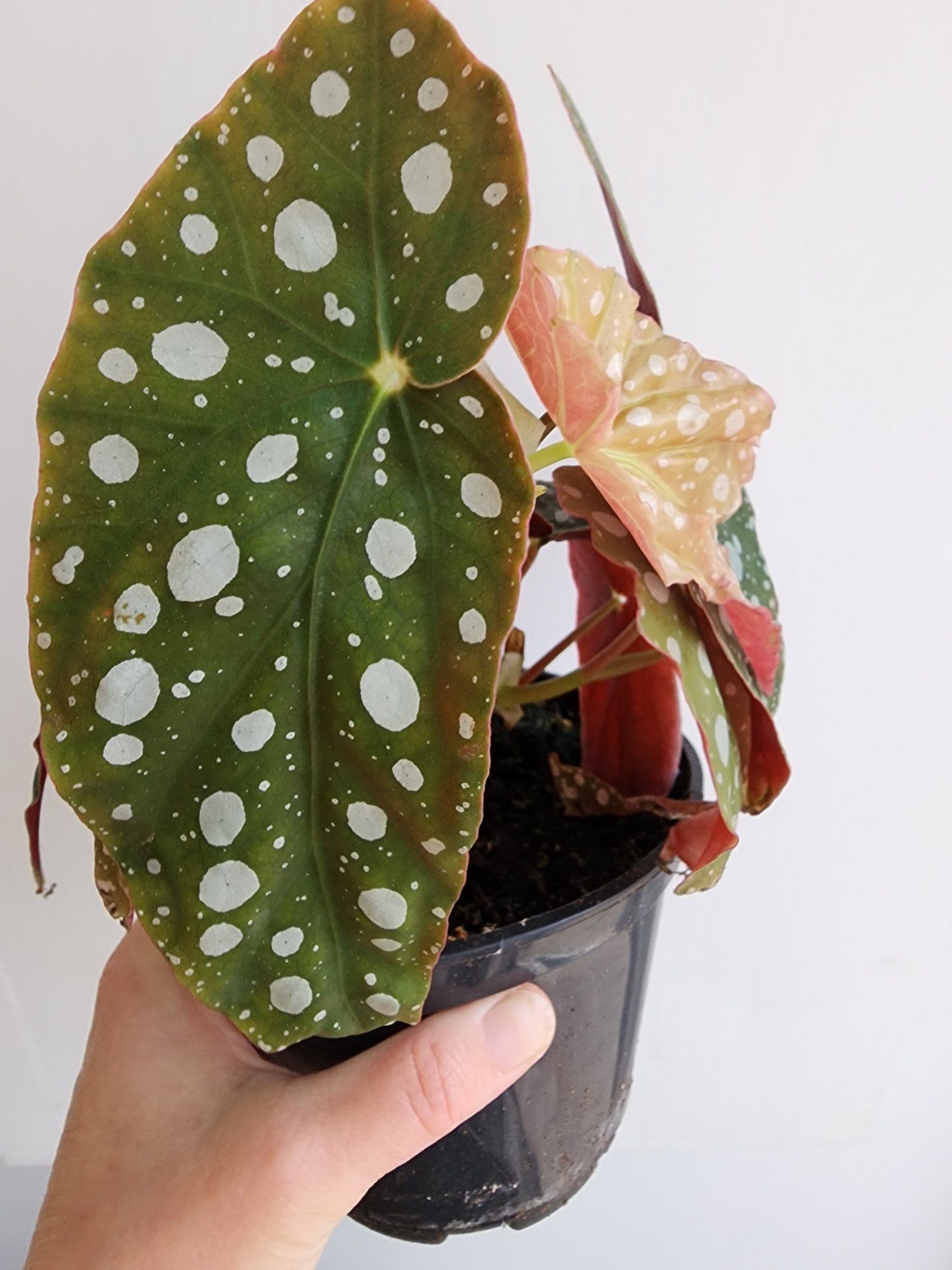 Polka Dot Begonia - 12cm/5in.