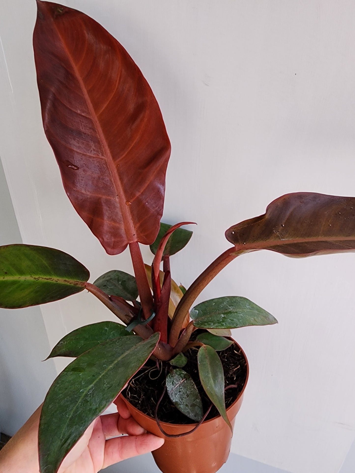 Philodendron Sun Red - 12cm/5in.