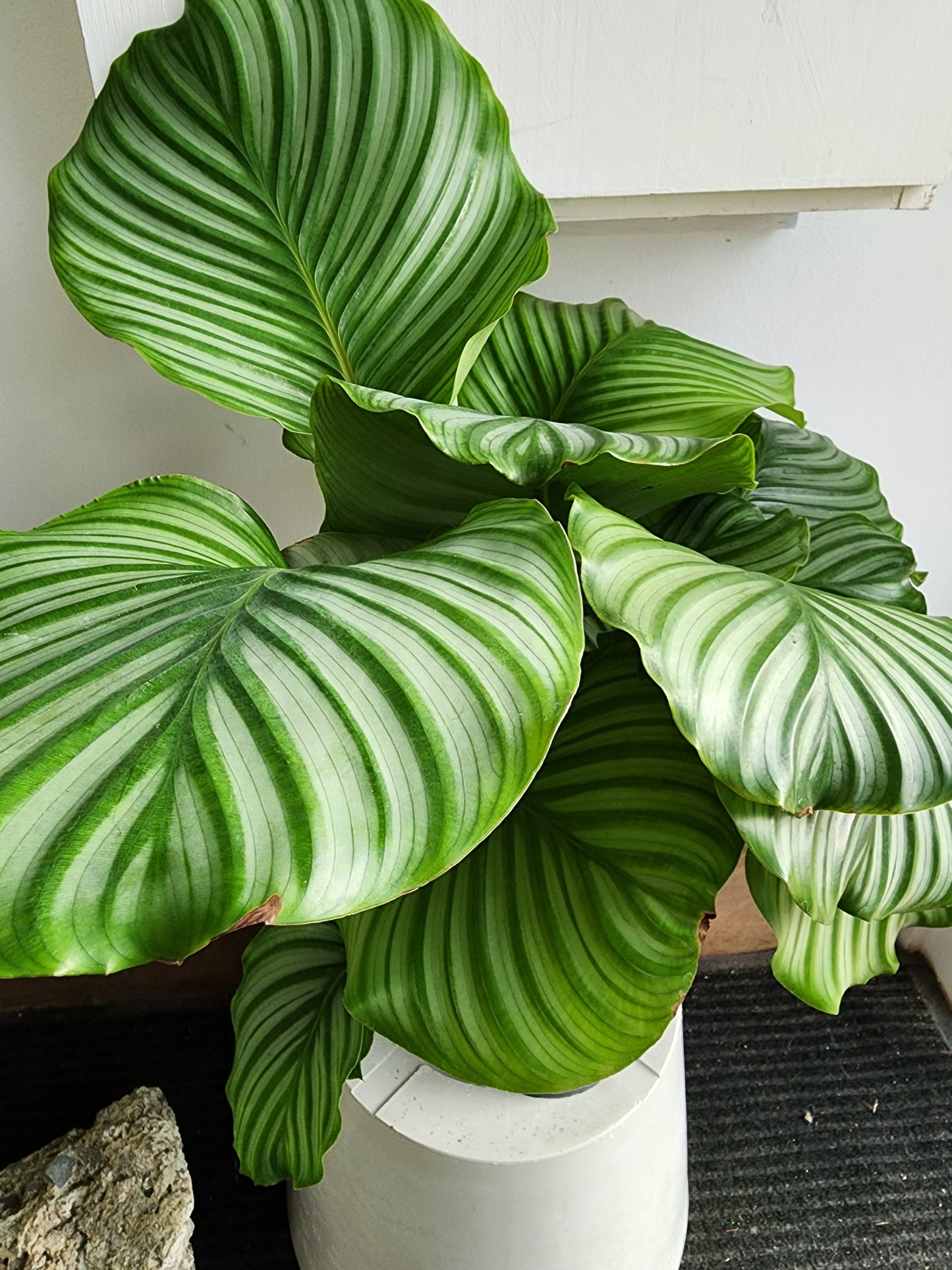 Calathea Orbifolia - 17cm/7in