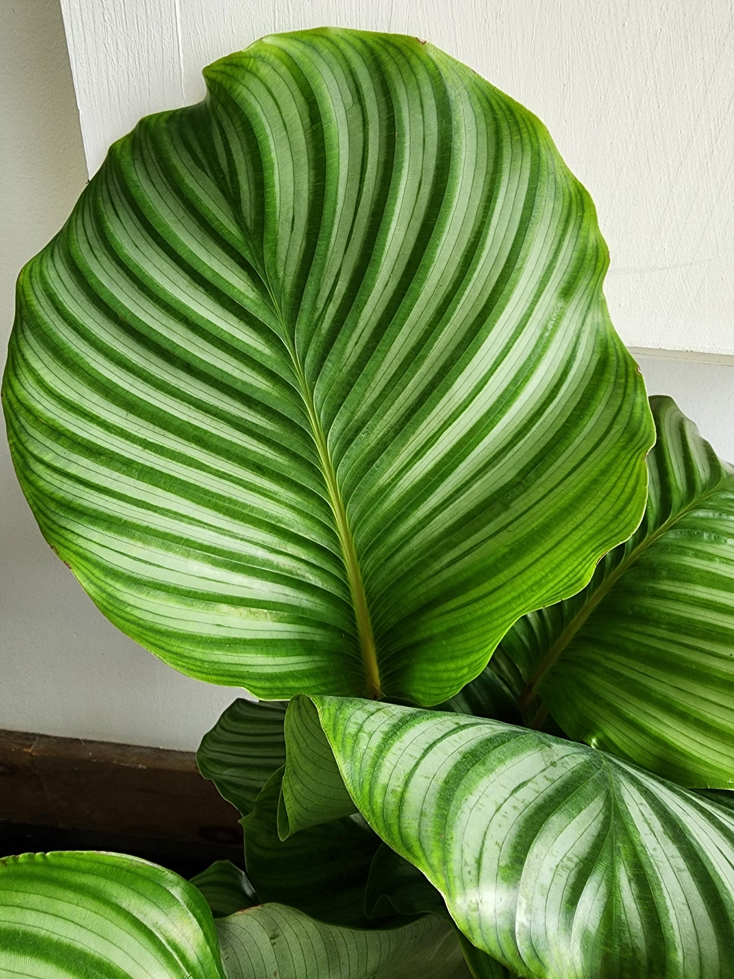 Calathea Orbifolia - 17cm/7in