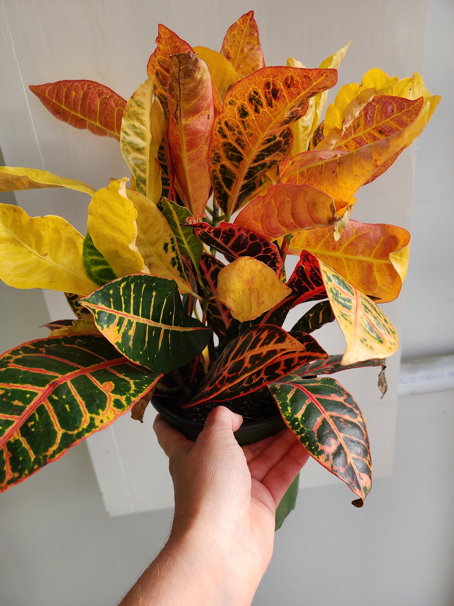 Croton Petra- 15cm/6in