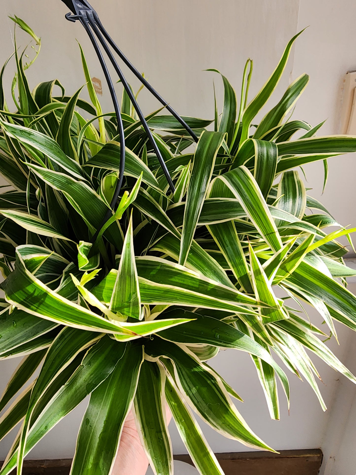 Spider Plant Ocean - 21cm/8.5in HB