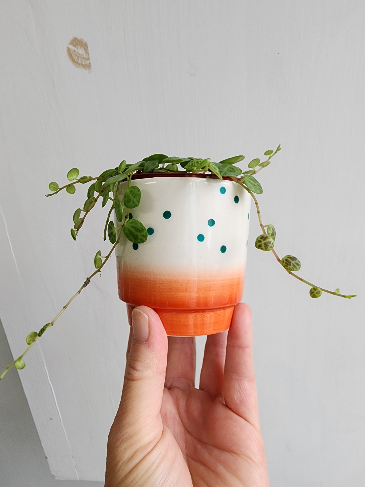 Daejo Dots Orange Mini Pot Cover - 5cm/2.5in