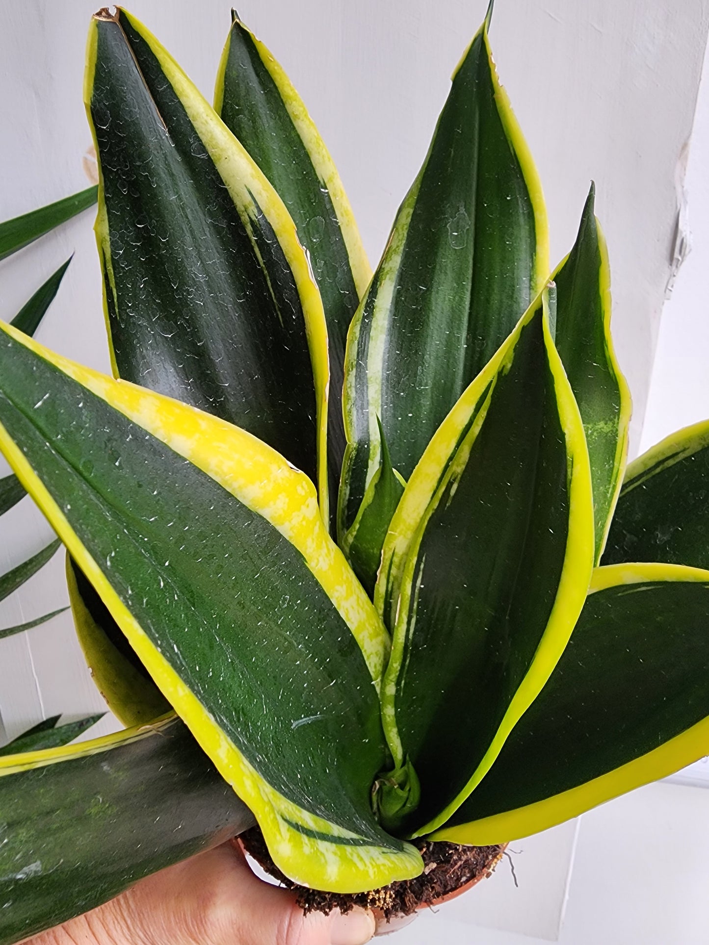 Sansevieria Black Flame - 12cm/5in.