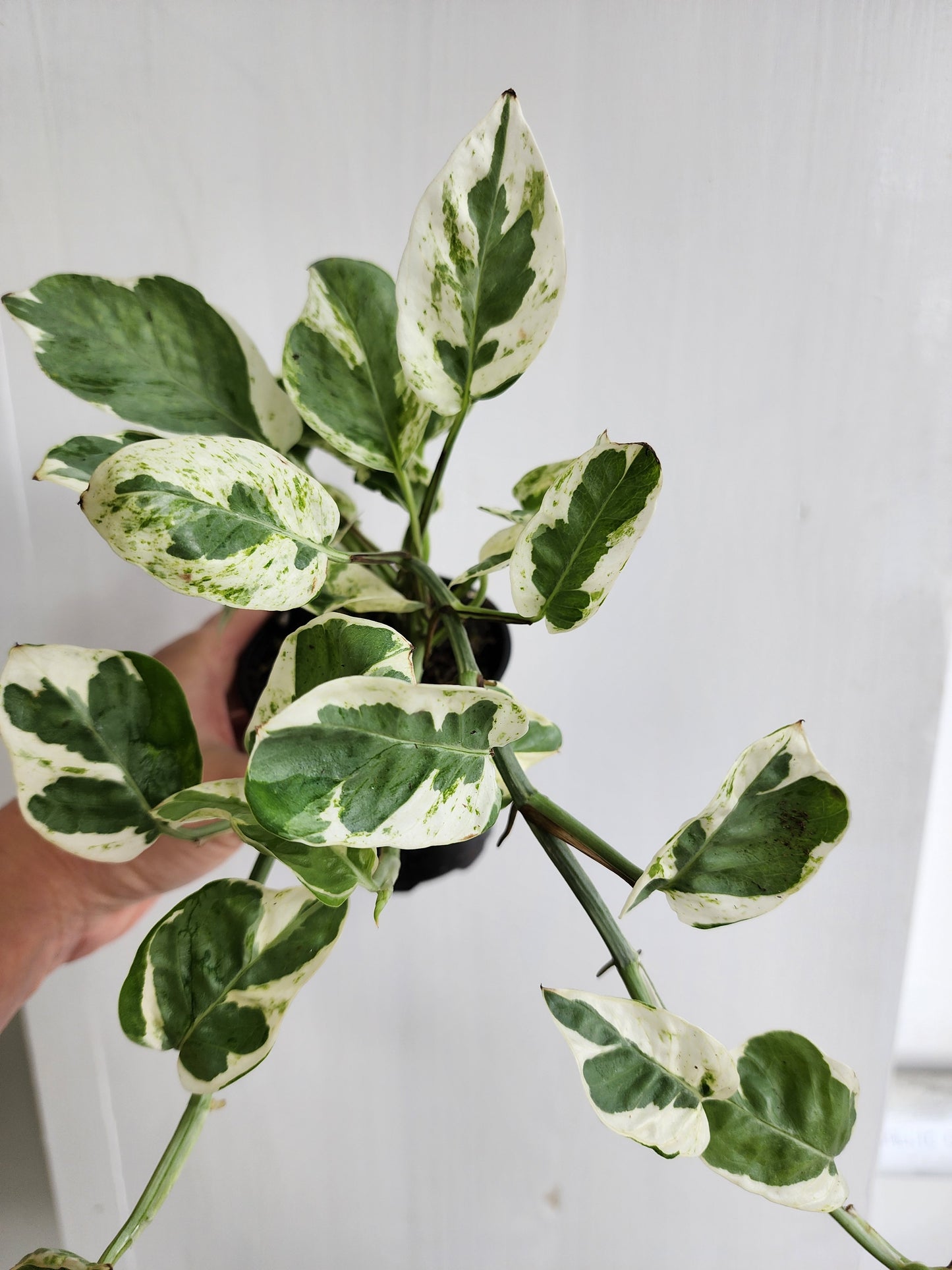 N'Joy Pothos - 9cm/3.5"