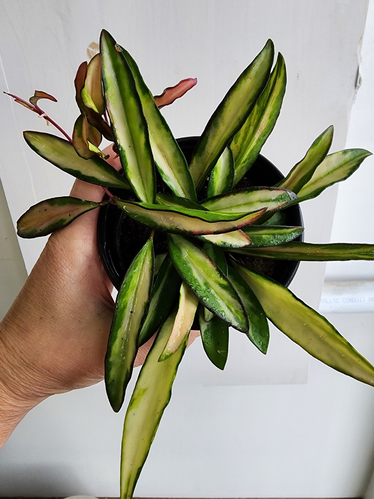 Hoya Wayetti Tricolour - 10cm/4in