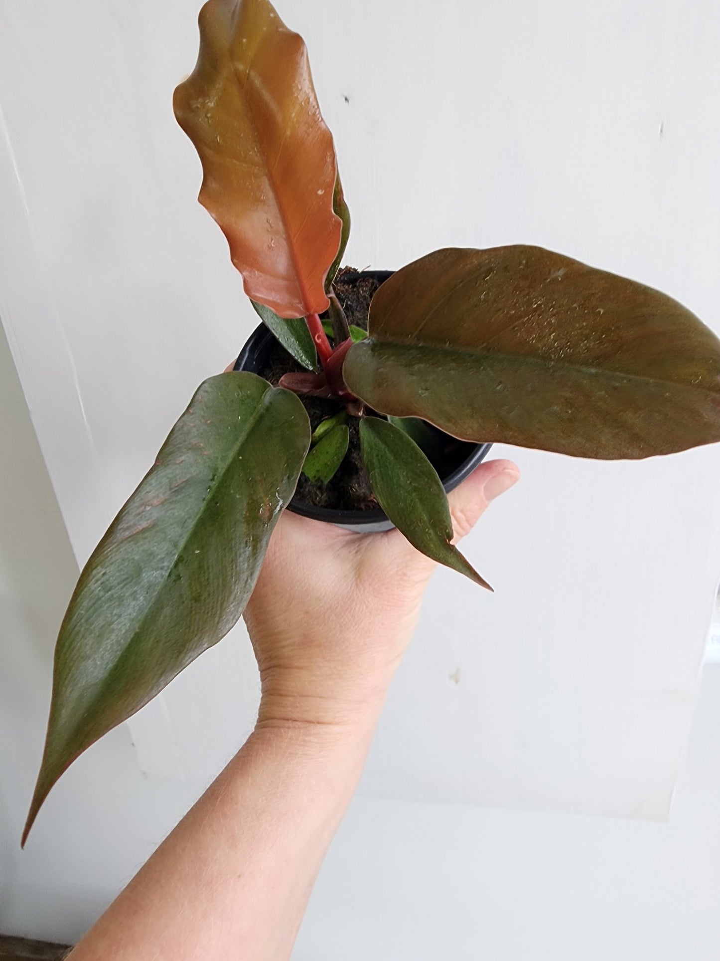 Philodendron Chocolate Empress - 10cm/4in.