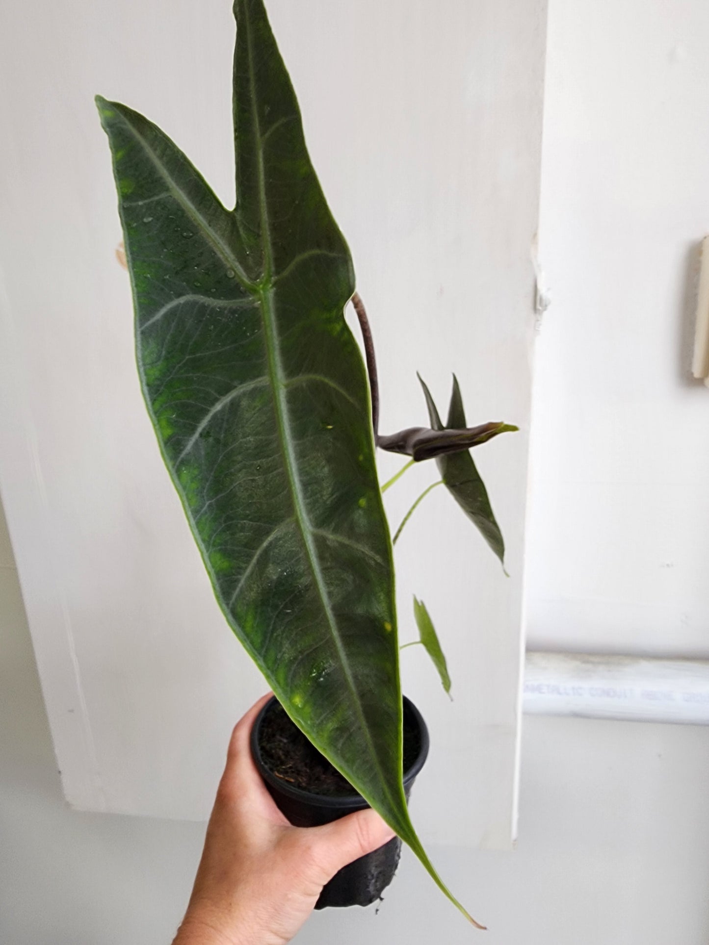 Alocasia Longilobia Silver - 10cm/4in.