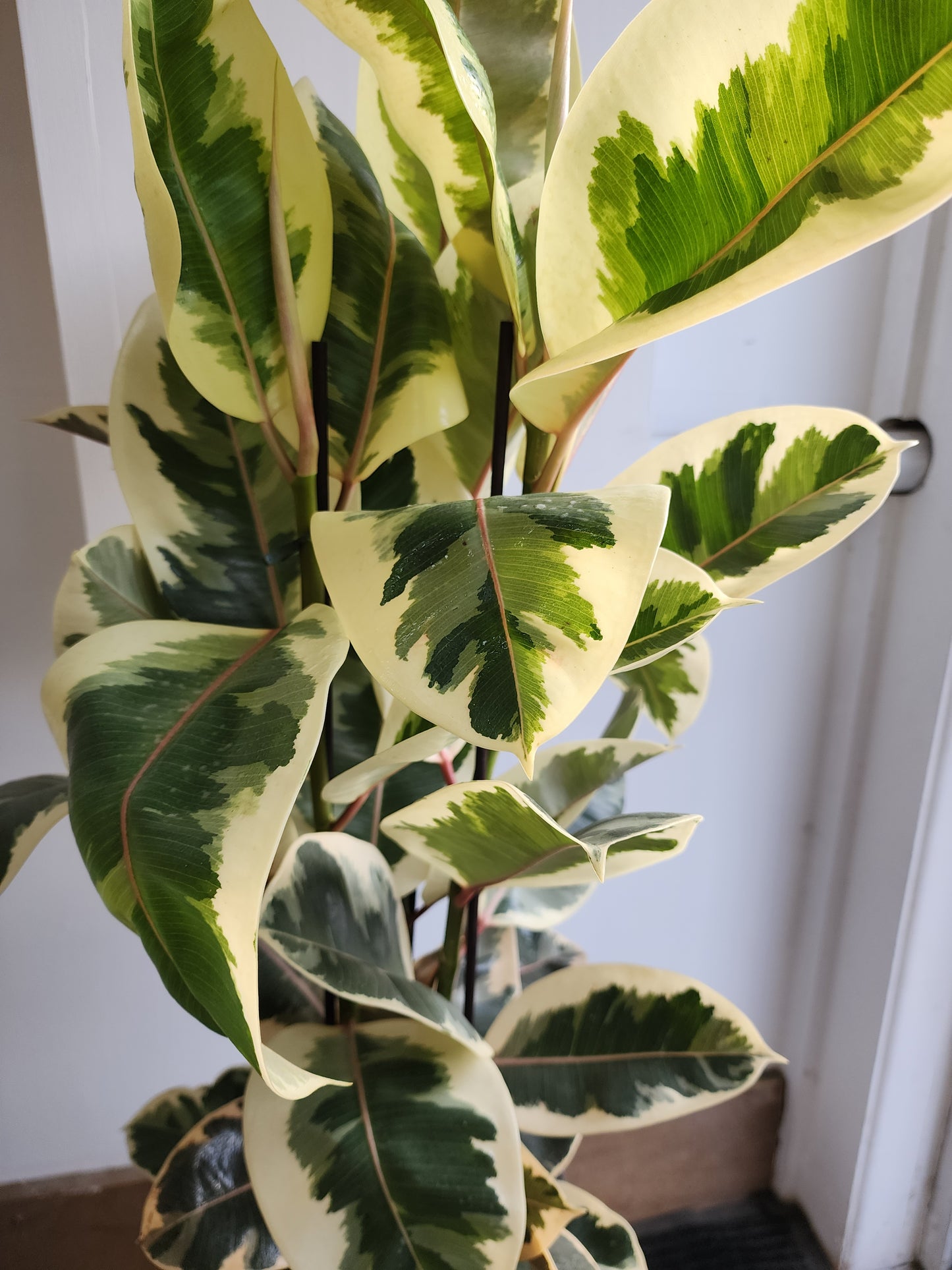 Ficus Elastica Tineke 3ppp - 21cm/8.5in