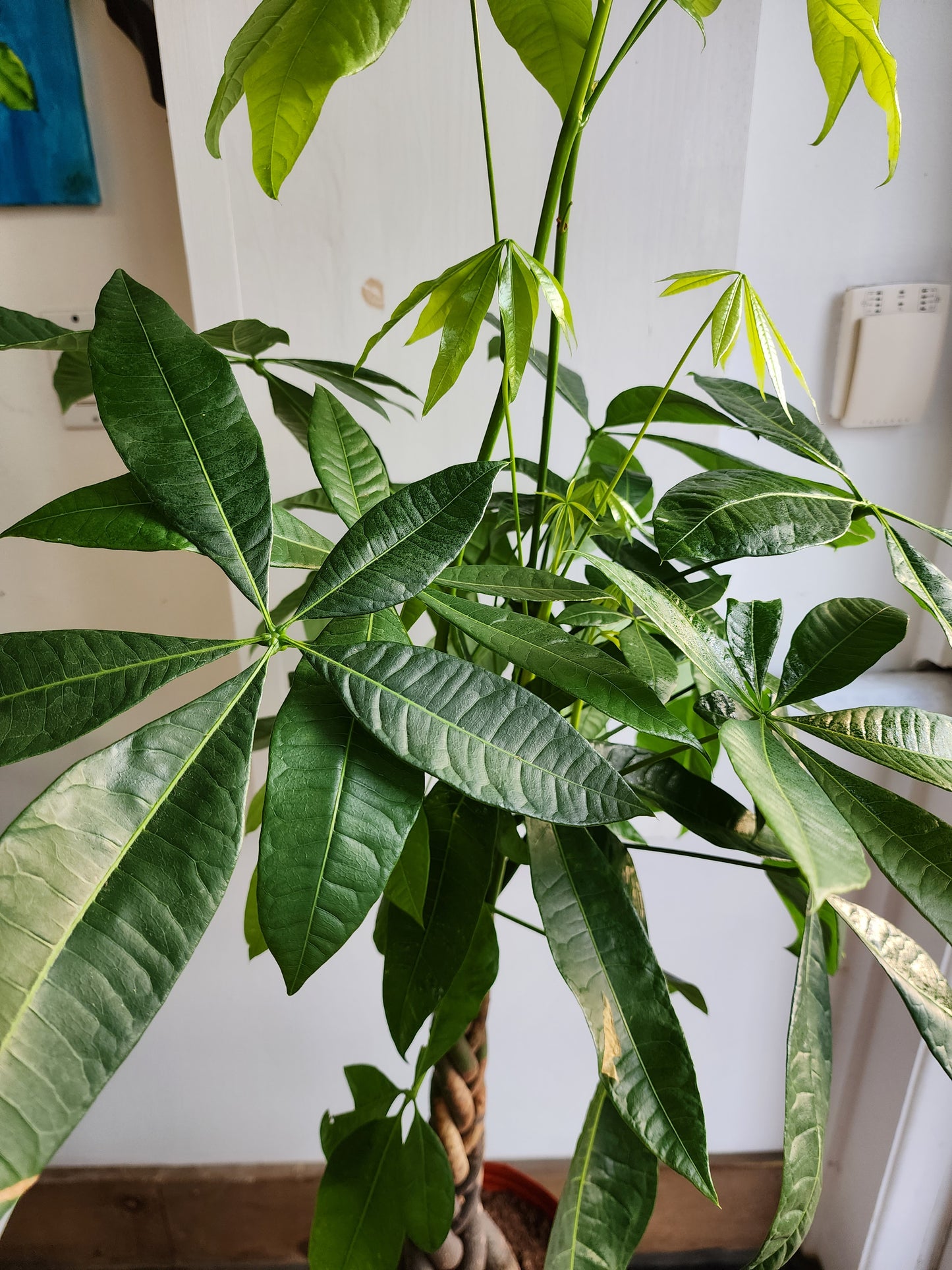 Pachira Aquatica | Money Tree - 25cm/10" Braid