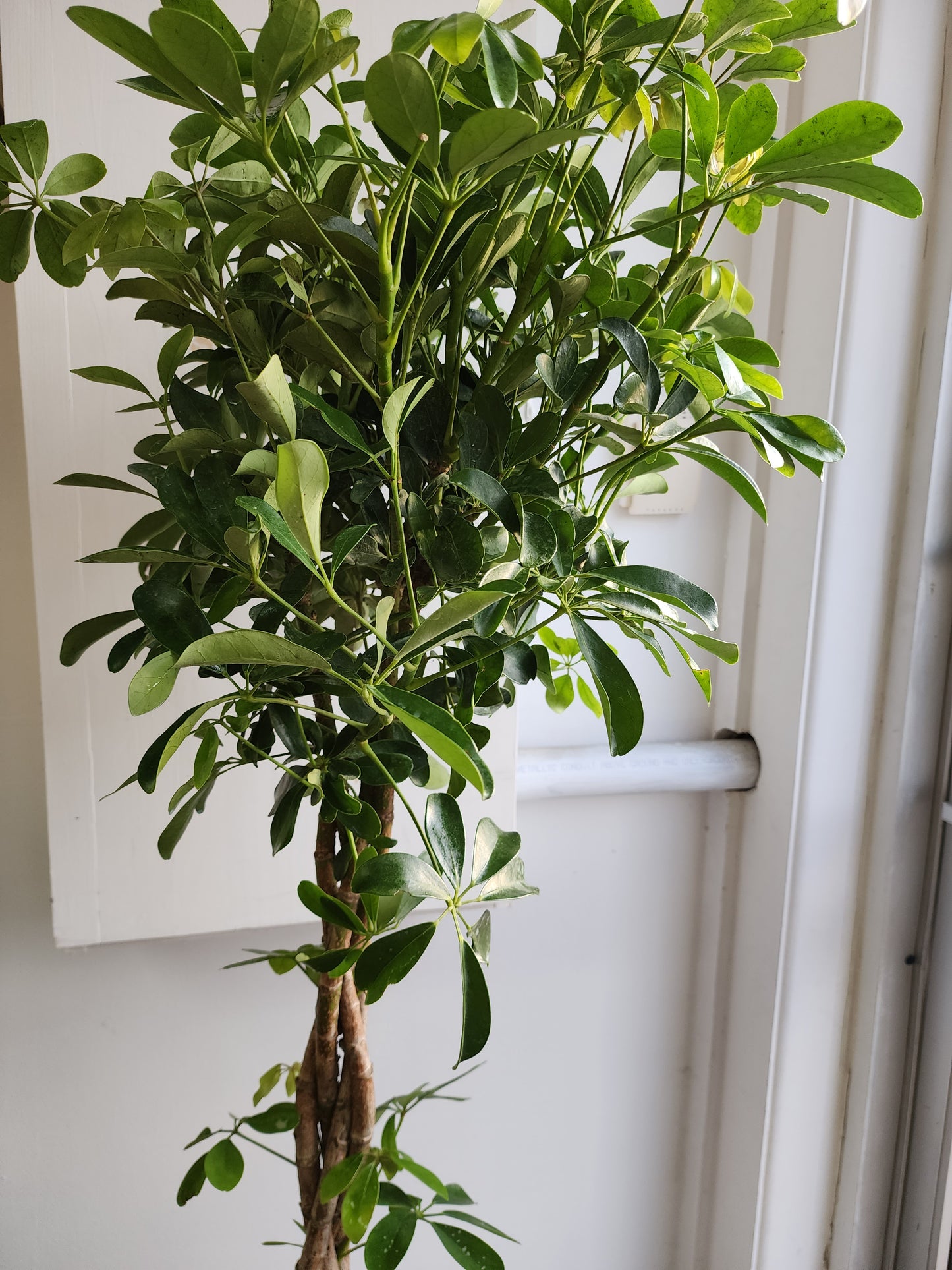Umbrella Tree | Schefflera Arboricola - 25cm/10in. Braid