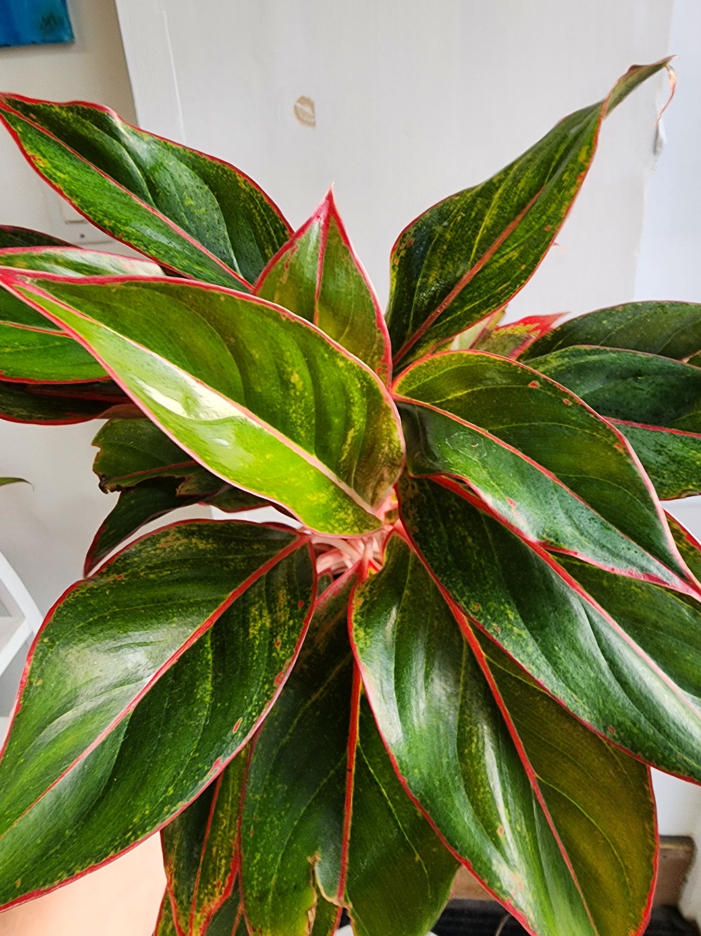 Aglaonema Red Siam - 12cm/5"