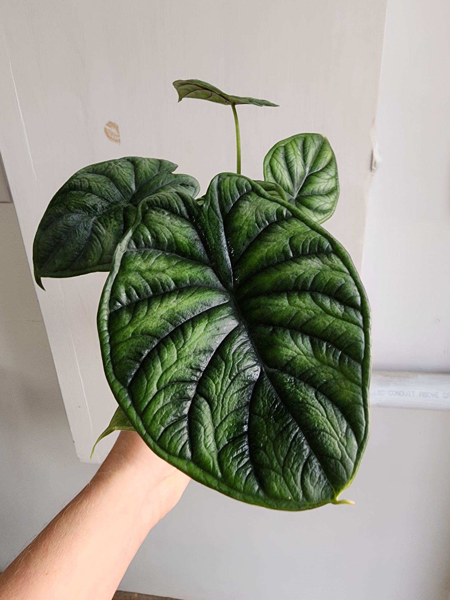 Alocasia Baginda | Dragon Scale - 12cm/5"