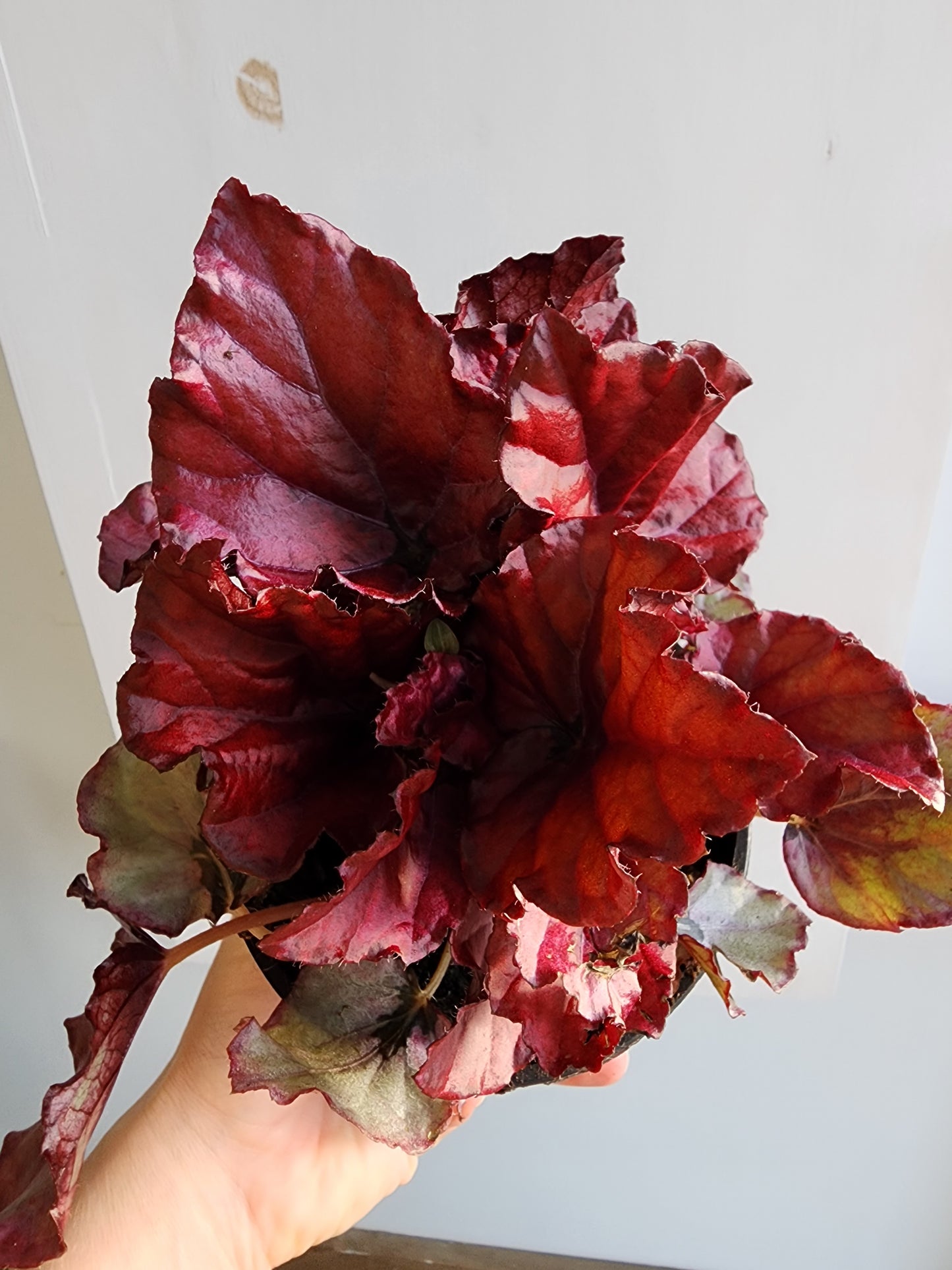 Begonia Rex - Red Bull - 12cm/5"