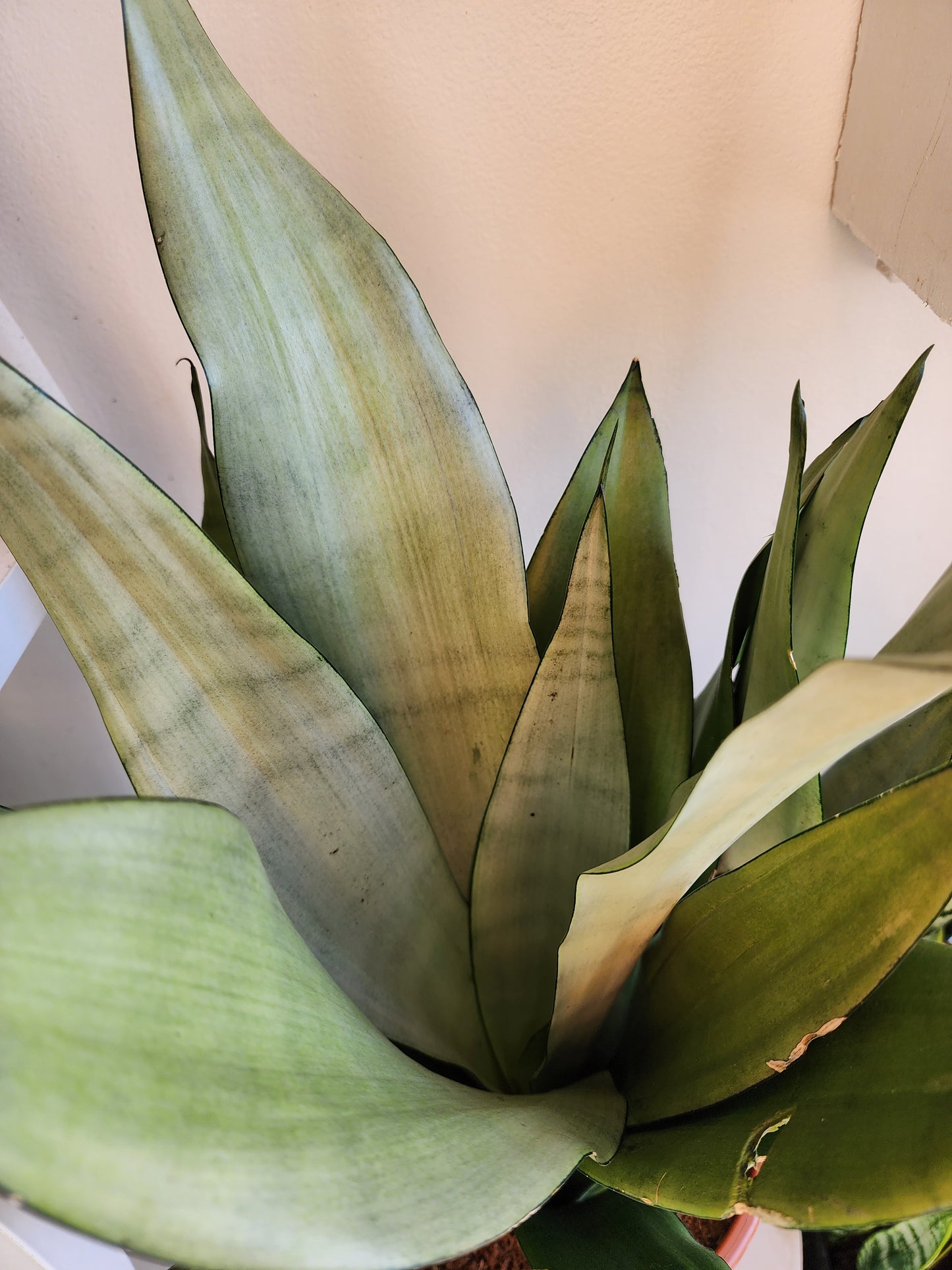 Sansevieria Tr. Moonshine - 20cm/8in.