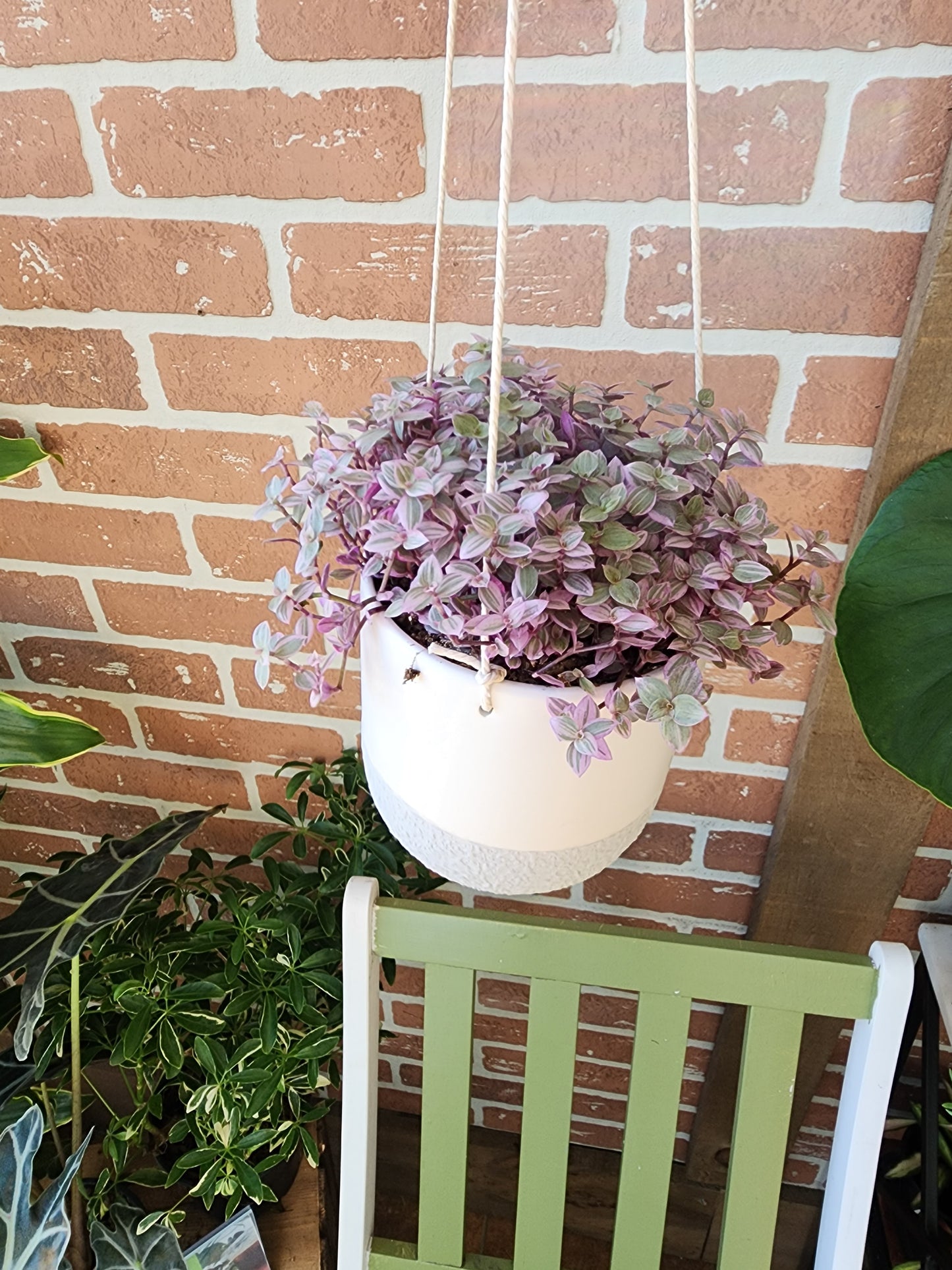 Callisia Repens Plant w/ Ceramic Hanger - 12cm/5in