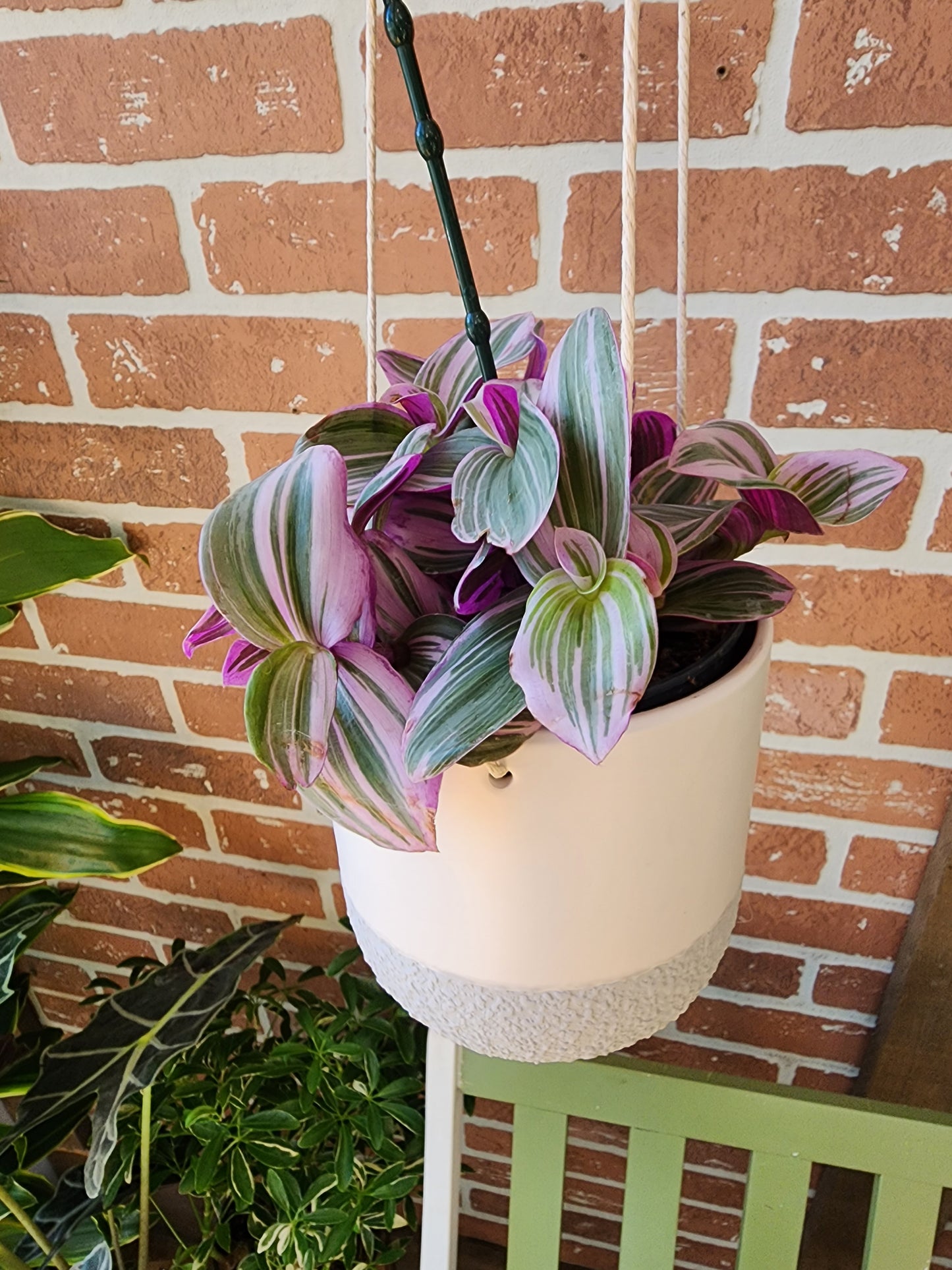 Tradescantia Nanouk Plant w/ Ceramic Hanger - 12cm/5in