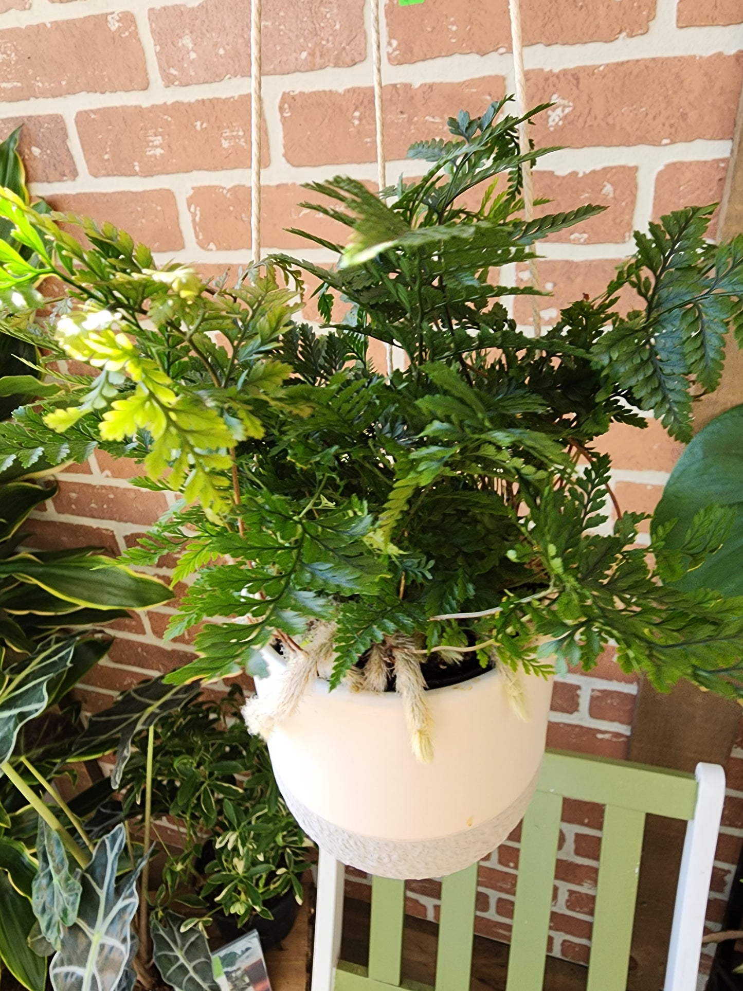 Fern Plant w/ Ceramic Hanger - 12cm/5in