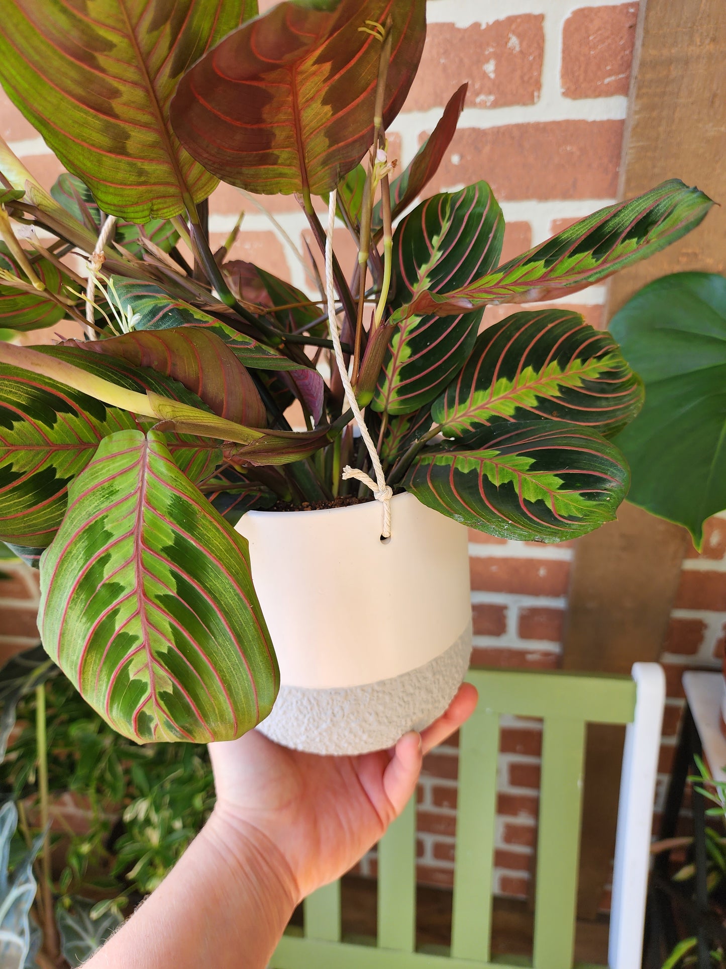 Maranta Red Prayer Plant w/ Ceramic Hanger - 12cm/5in