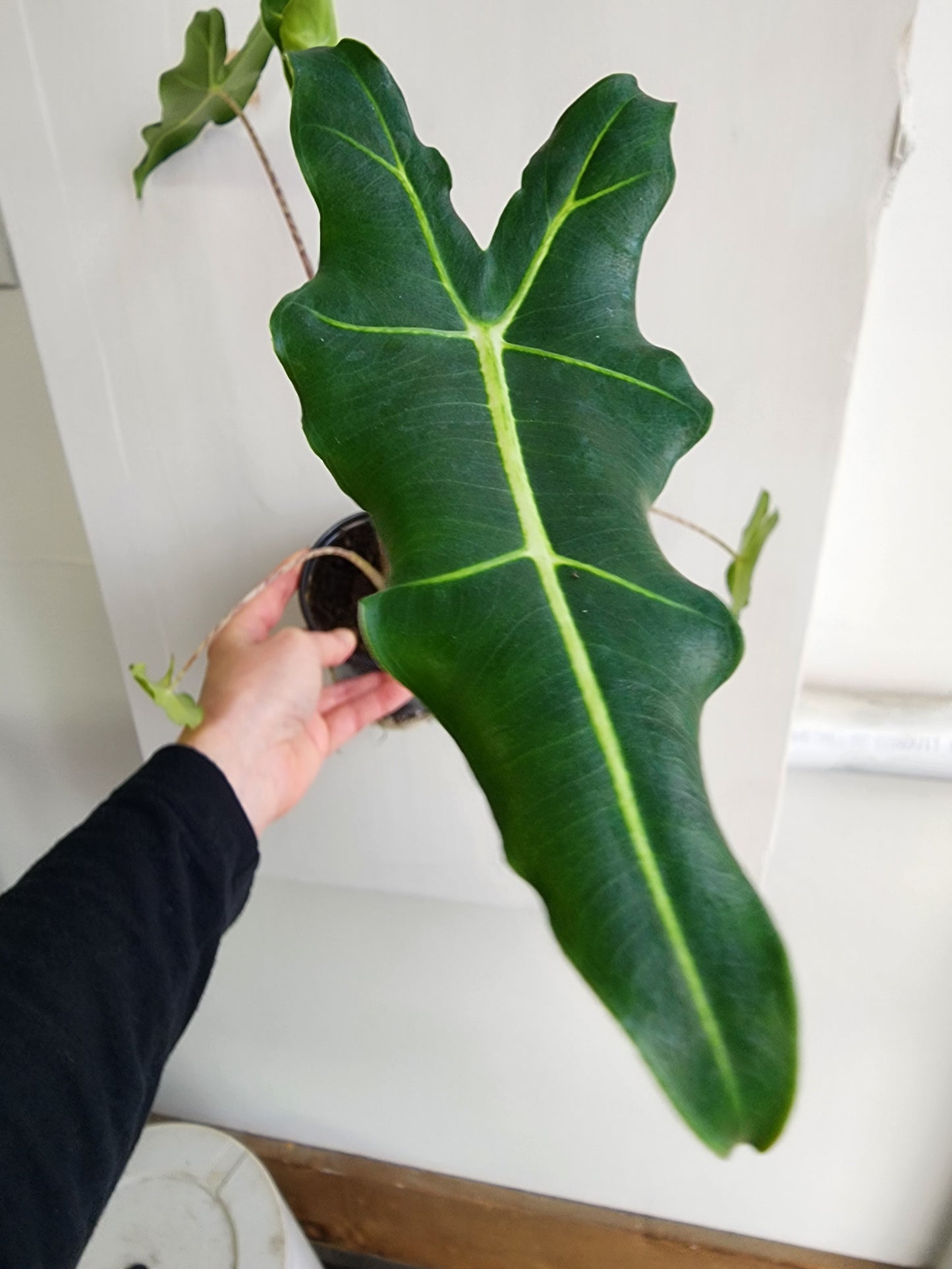Alocasia Sarian - 10cm/4in.