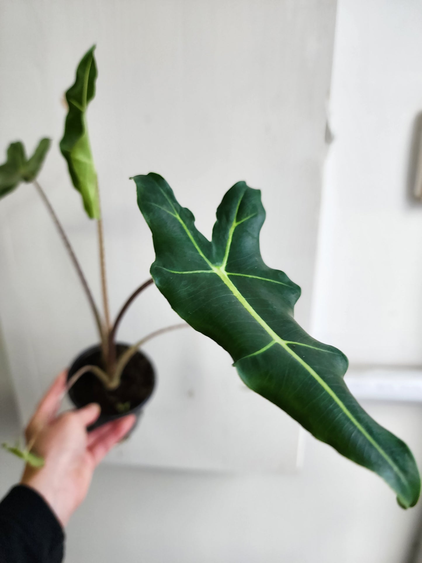 Alocasia Sarian - 10cm/4in.