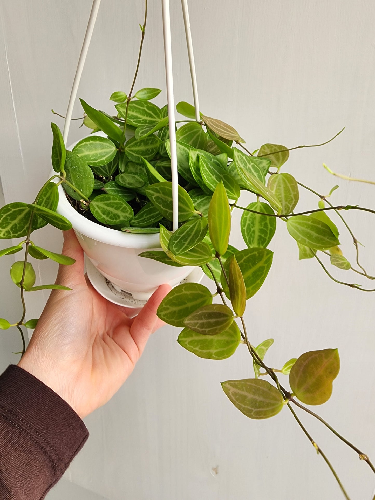Dischidia Ovata | Hoya Watermelon - 10cm/4.5in HB