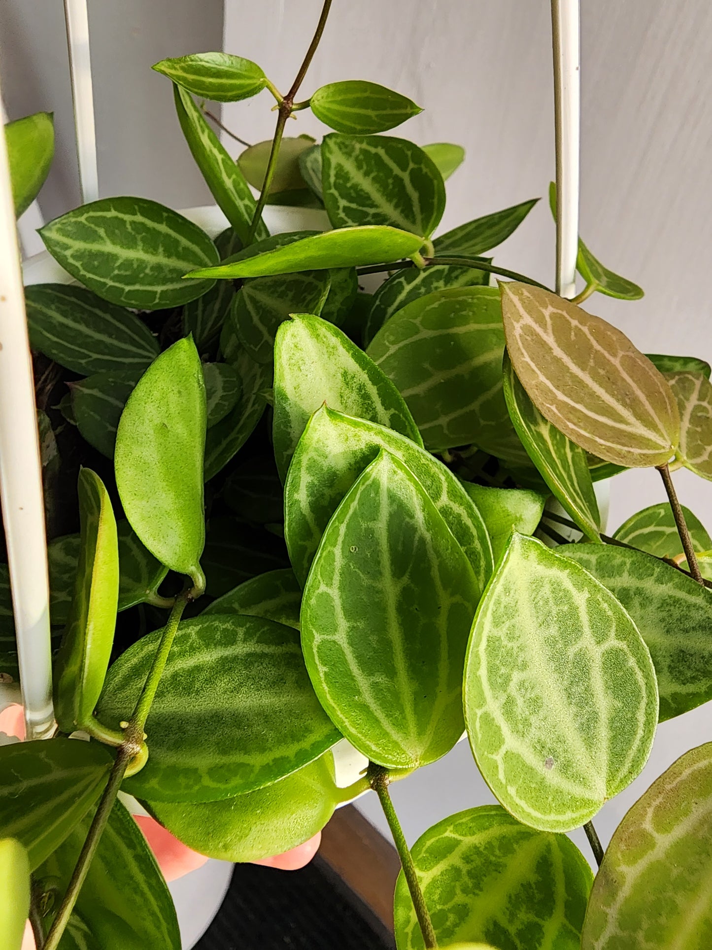Dischidia Ovata | Hoya Watermelon - 10cm/4.5in HB