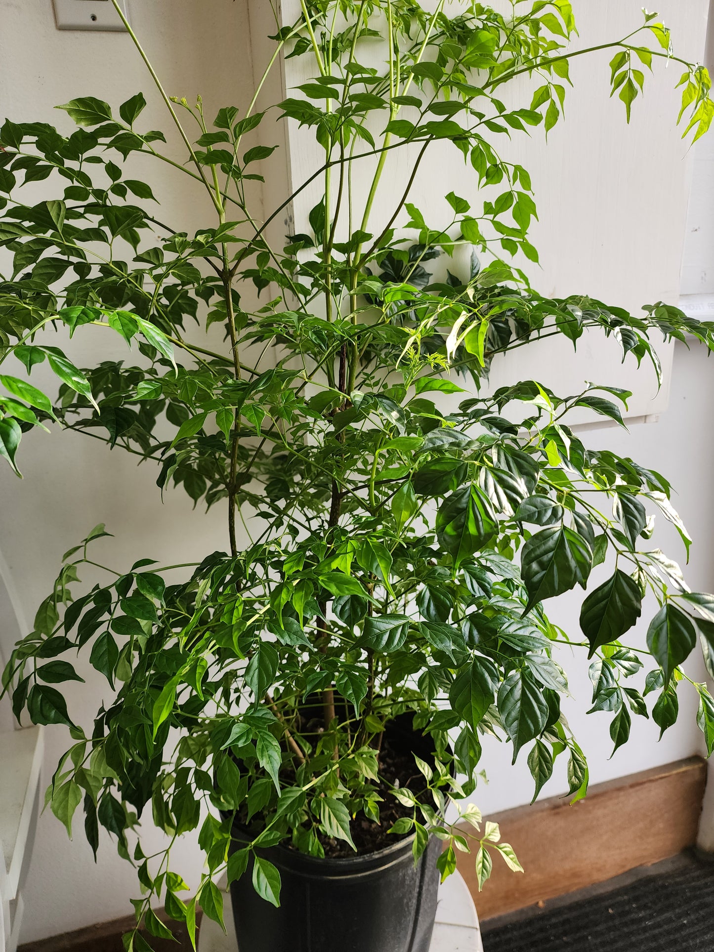 Radermachera Sinica | China Doll Plant - 25cm/10in.