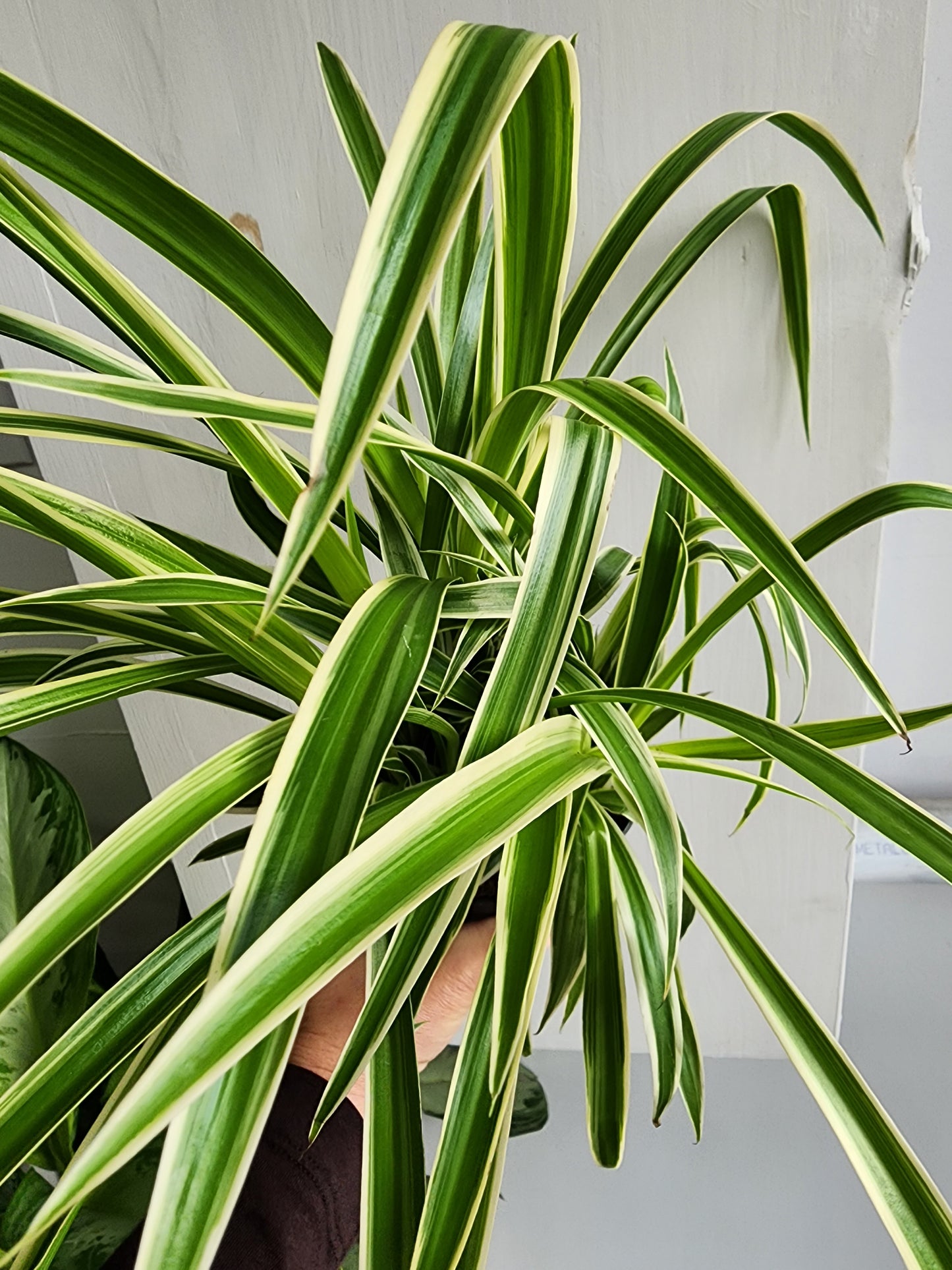 Spider Plant Ocean Var.- 12cm/5in
