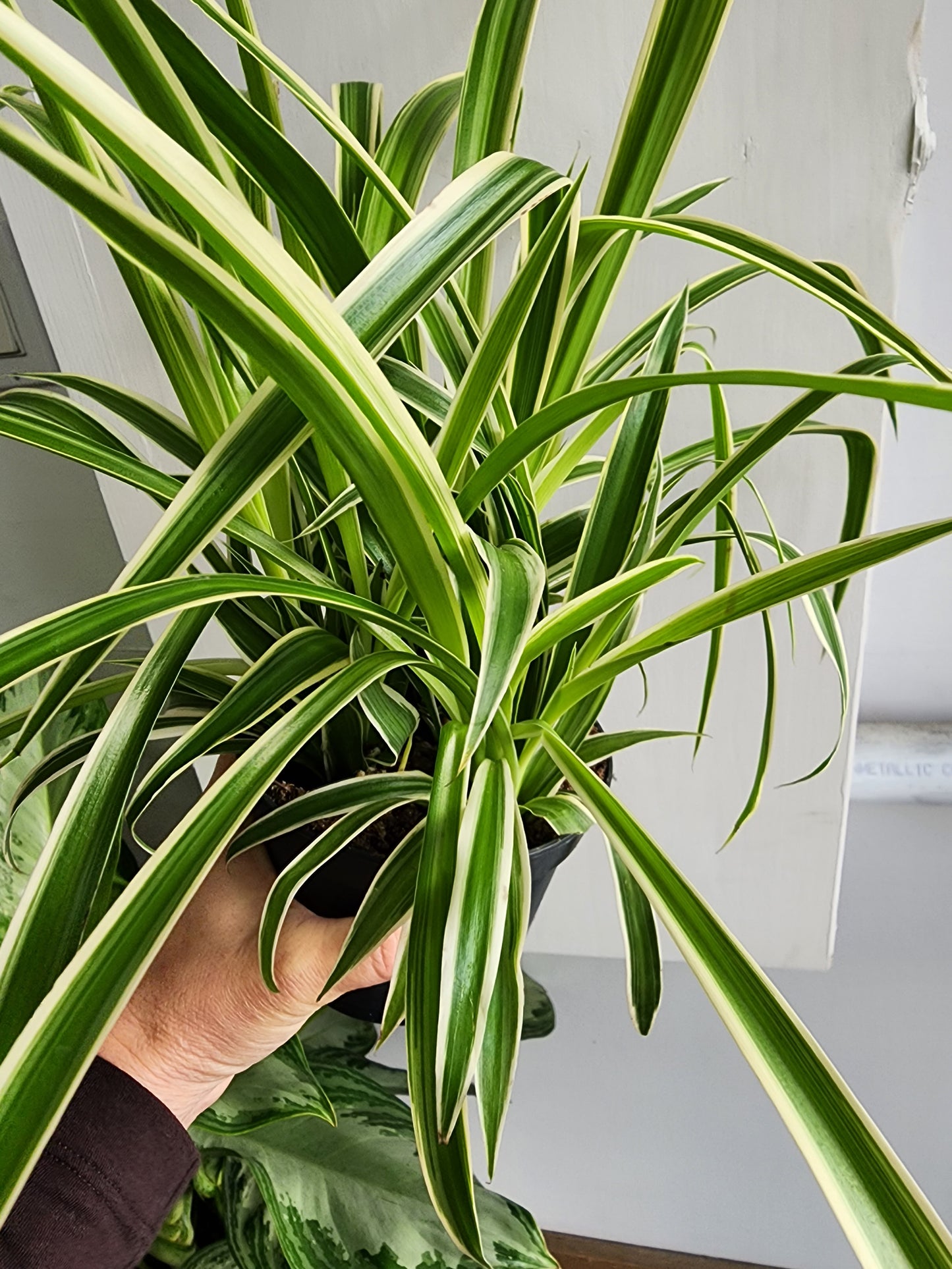 Spider Plant Ocean Var.- 12cm/5in
