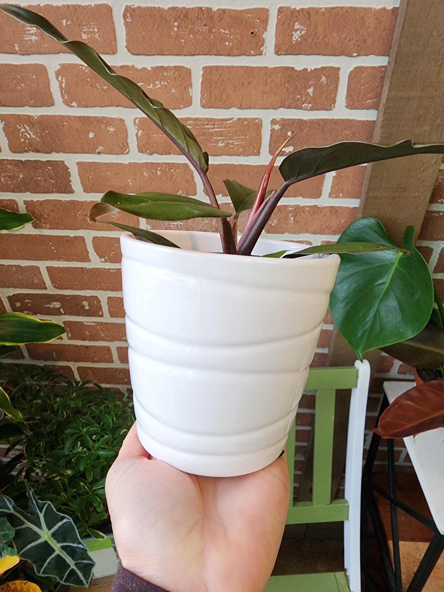 Wave White Ceramic Pot Cover - 10cm/4in.