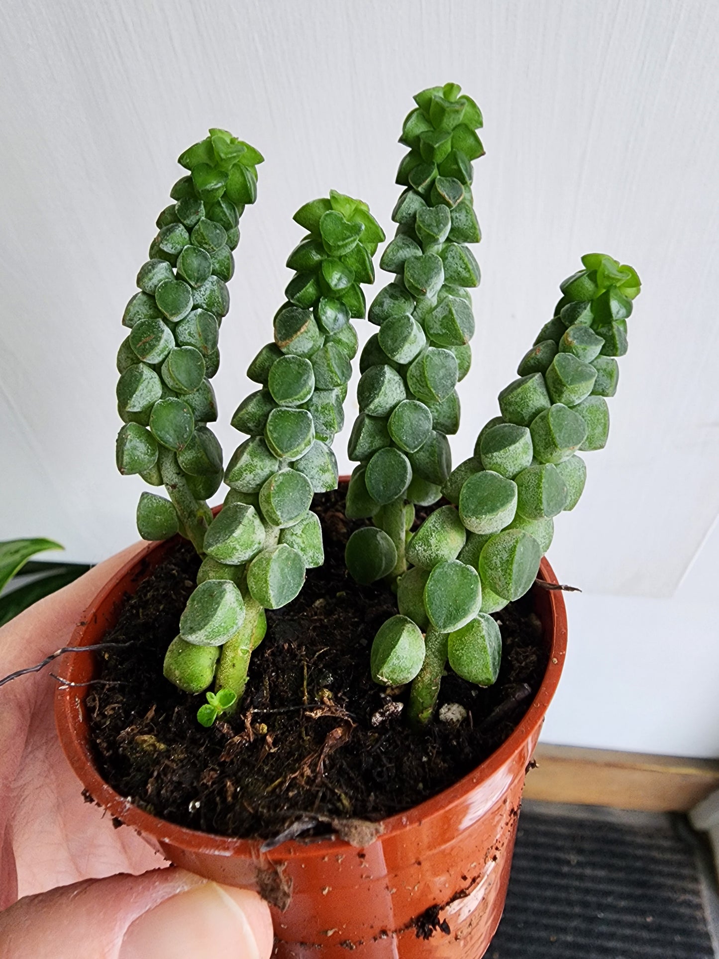 Peperomia Columella - 5cm/2.5in.