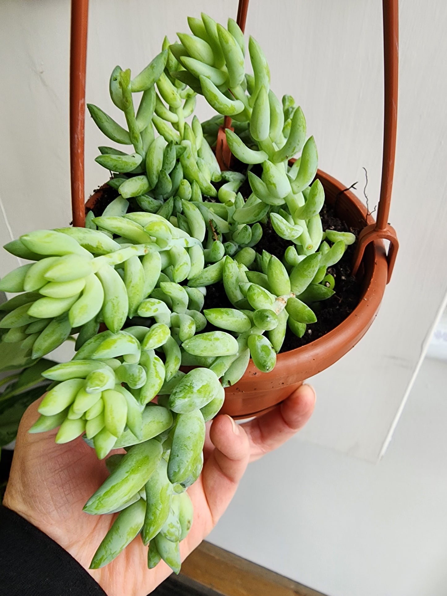 Burro's Tail | Sedum Morganianum Burro - 10cm/4" HB