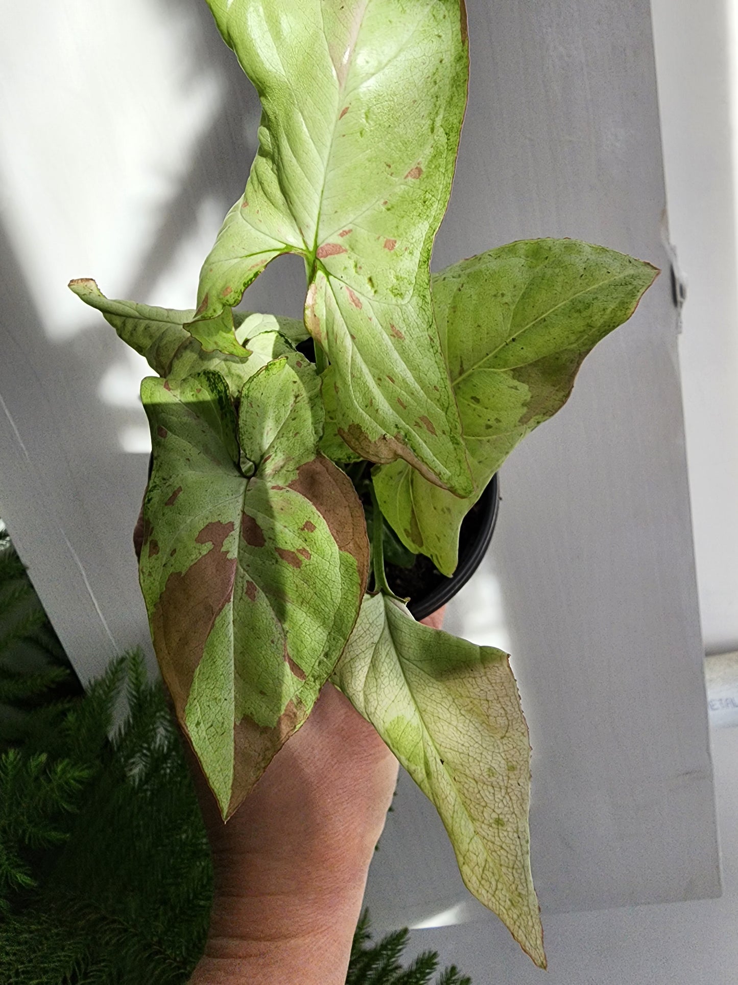 Syngonium Pink Spot - 10cm/4in.
