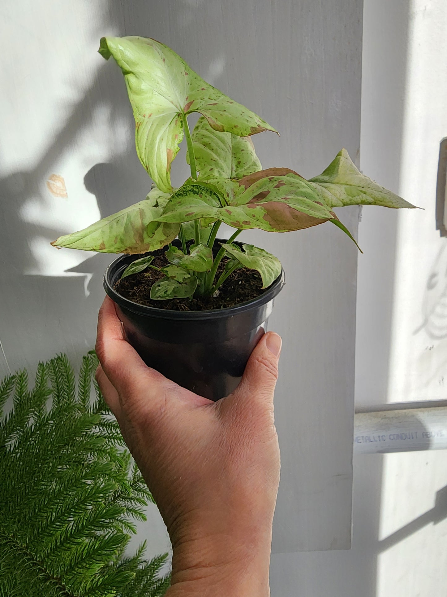 Syngonium Pink Spot - 10cm/4in.