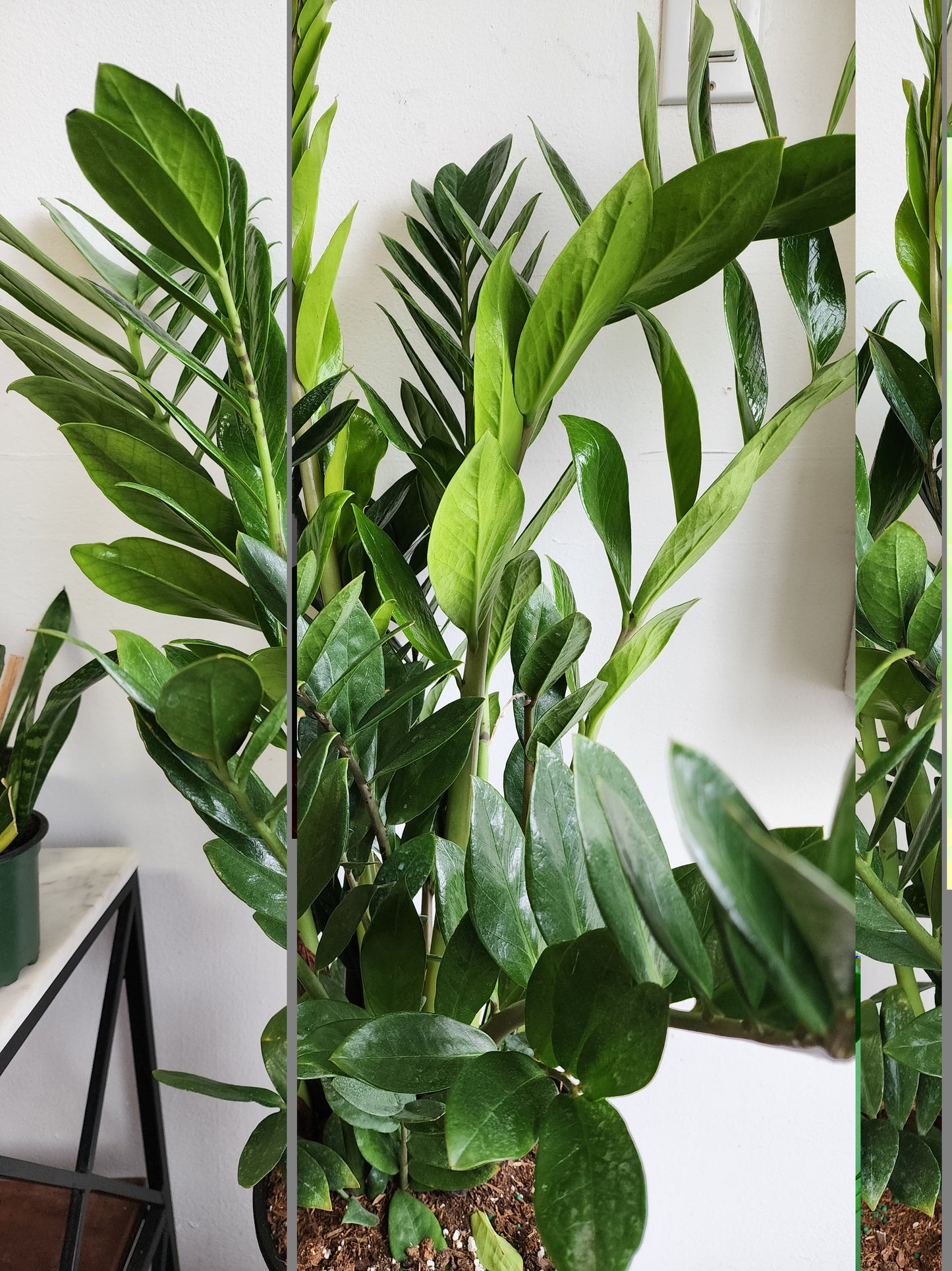 ZZ Plant | Zamioculcas Zamiifolia - 21cm/8"